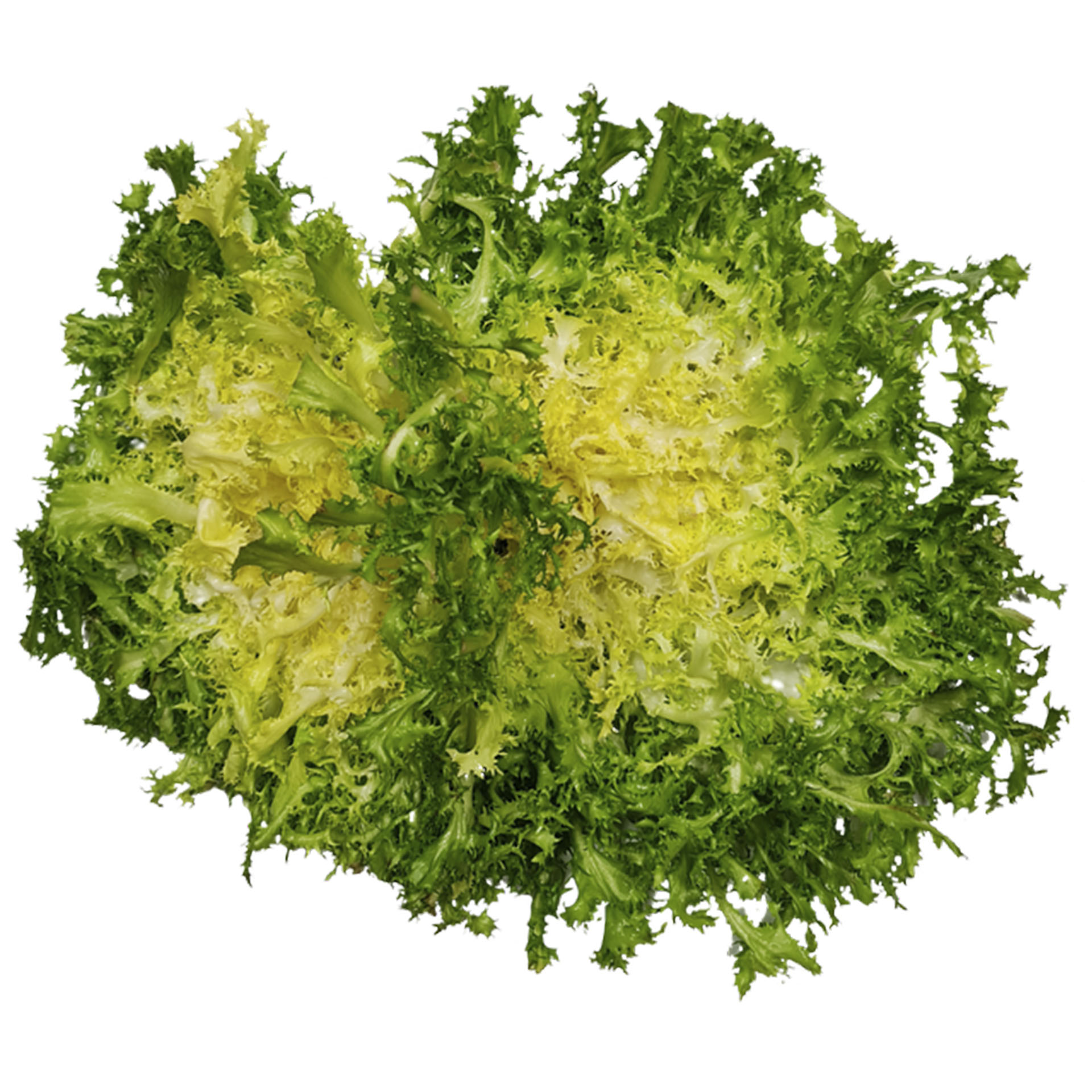 geernteter Kopf Krauser Endiviensalat