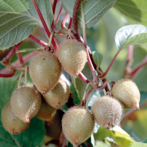 Kiwi Solo Kiwi Solo Kletterstrauch Kletterpflanze selbstbefruchtend