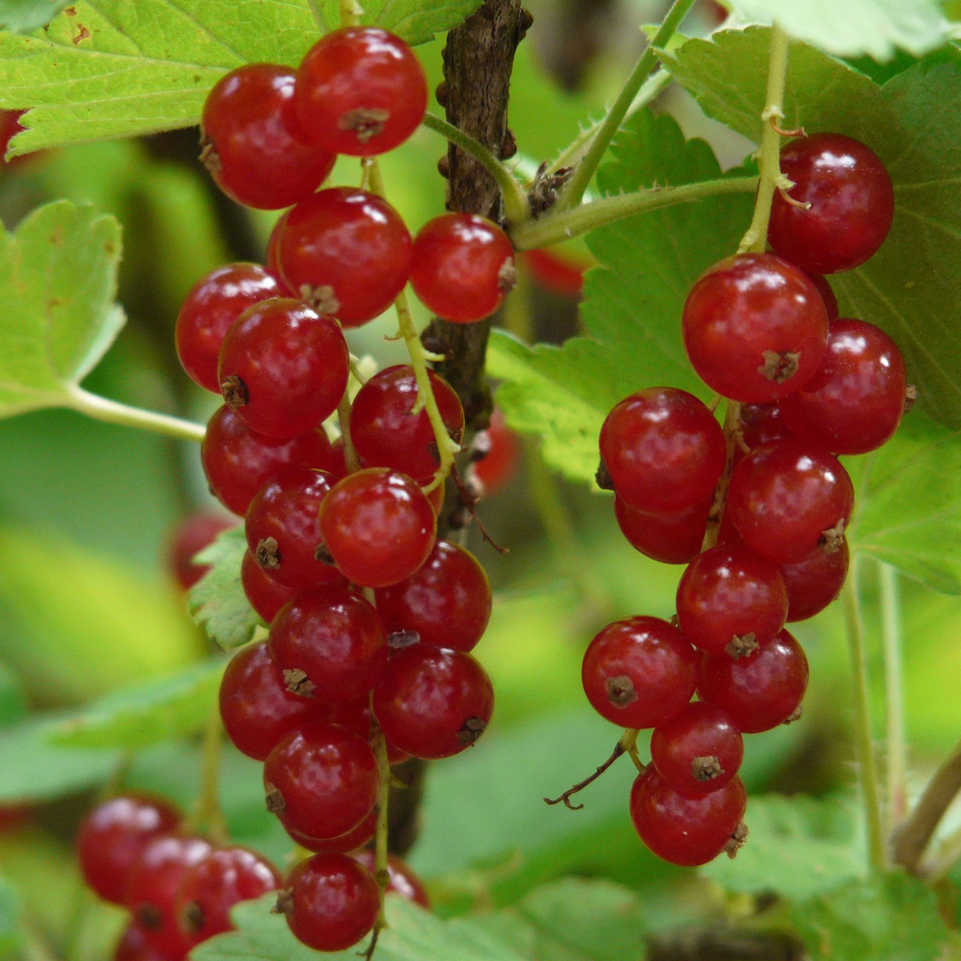 Rote Johannisbeere Jonkheer van Tets-2 reife, rote Beeren an Johannisbeere Jonkheer van Tets