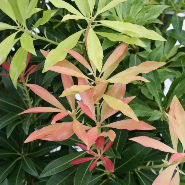 Lavendelheide/ Pieris japonica 'Forest Flame'