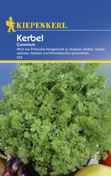 Kerbel Commun einjährig Kerbel Commun einjährig