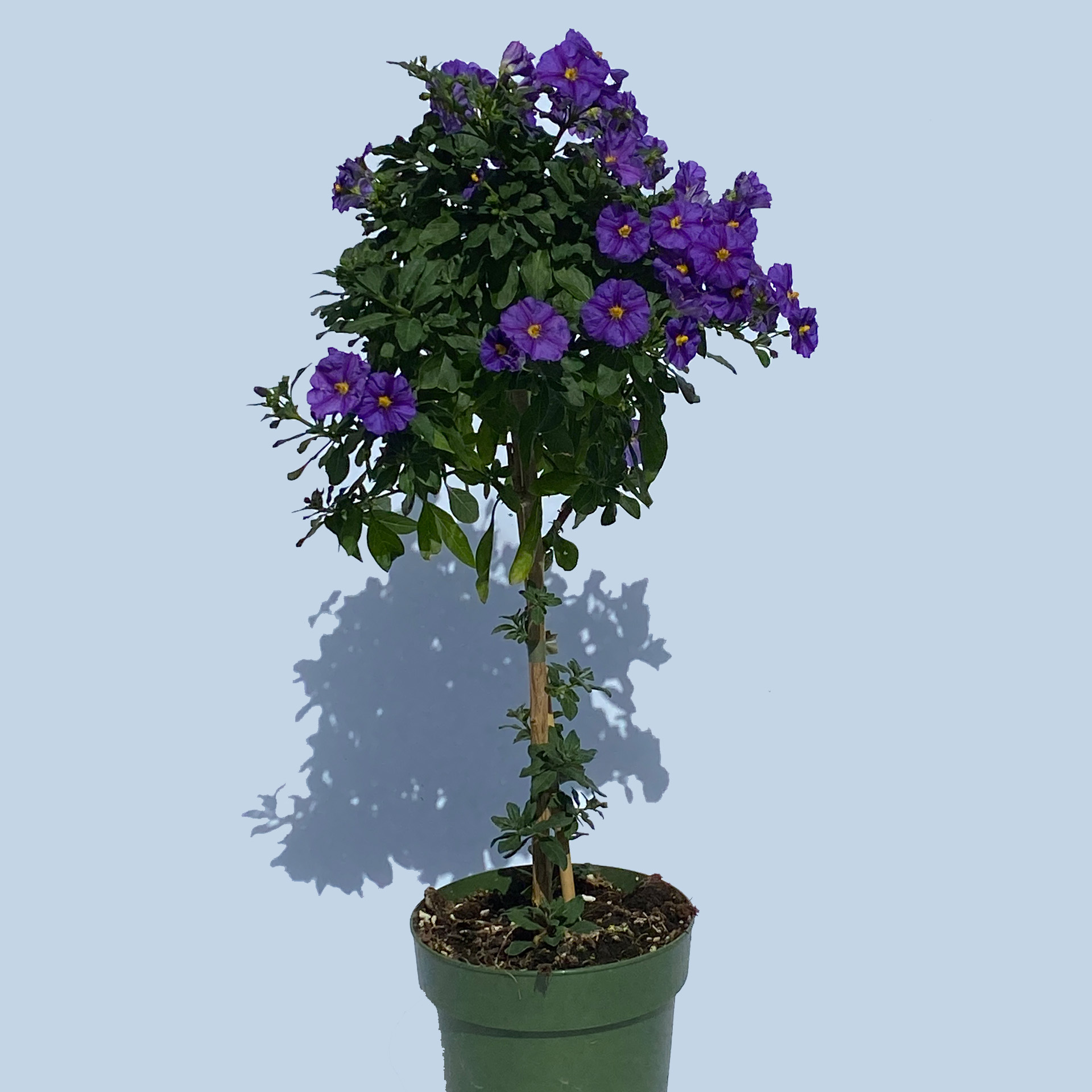 Enzian-Stamm - Solanum rantonetti blau, 14cm Topf Enzian-Stamm - Solanum rantonetti blau, 14cm Topf