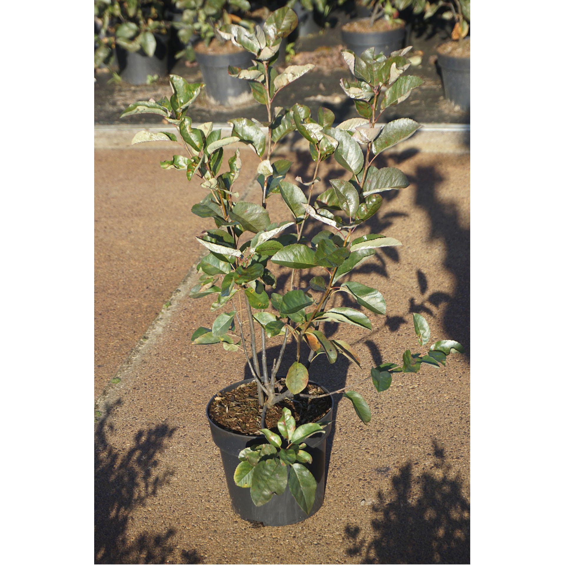 Pflanztopf mit Felsenbirne Saskatoon Berry