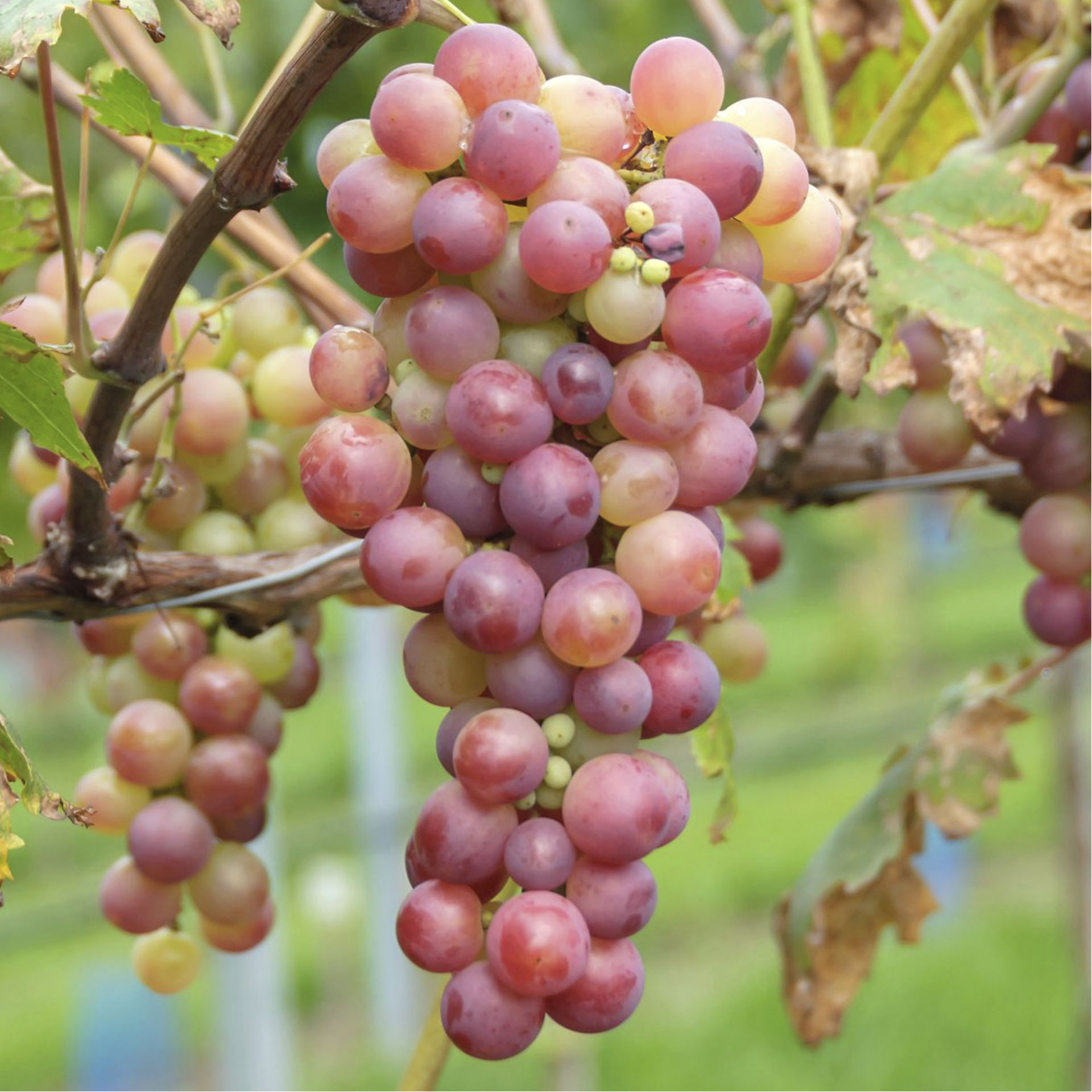 reife Weinbeeren 'Suffolk red' an Rispen in Trauben hängend