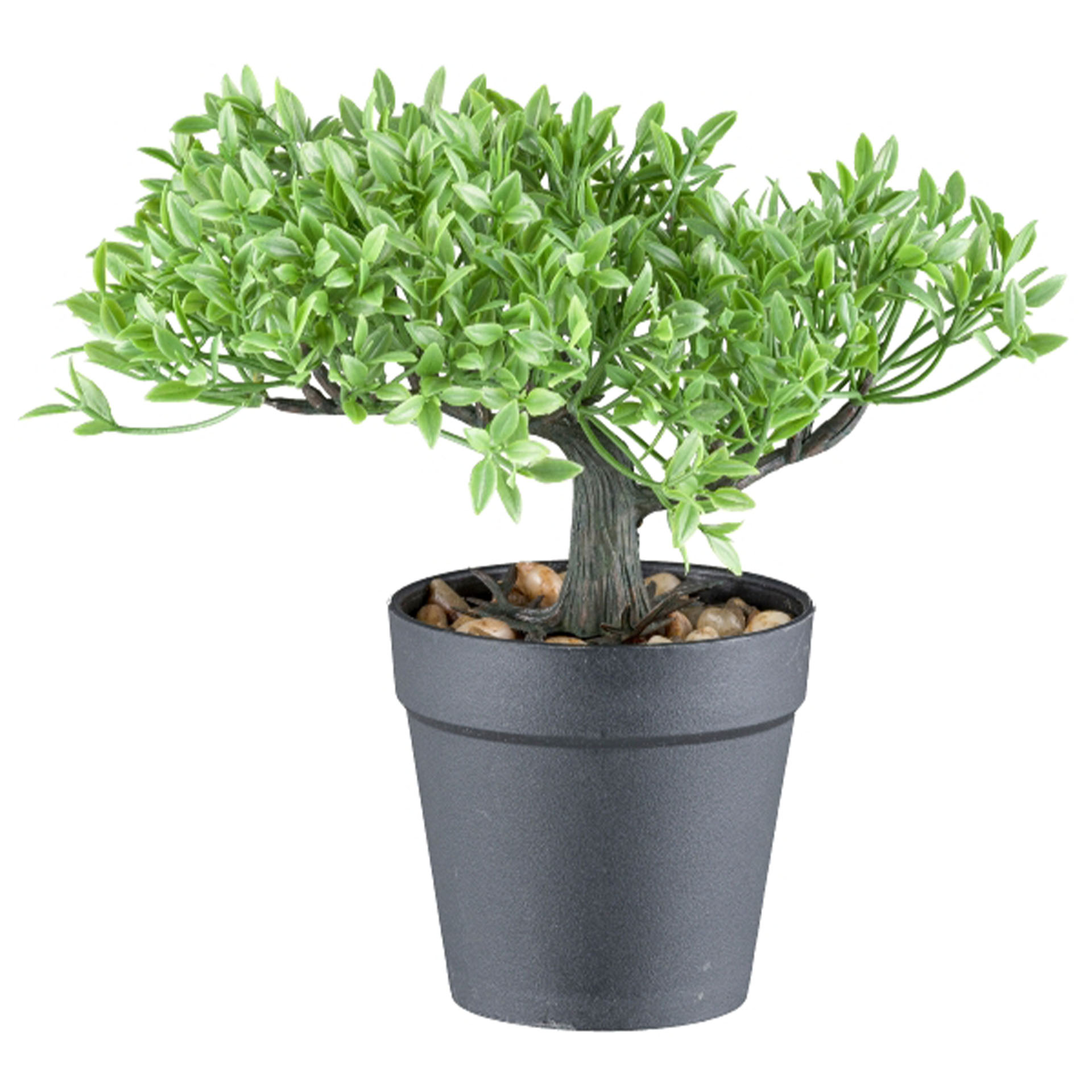 Bonsai Teeblatt, Höhe 20cm Pflanze, Pflanze im Topf, Baum, Kräuter, Bonsai