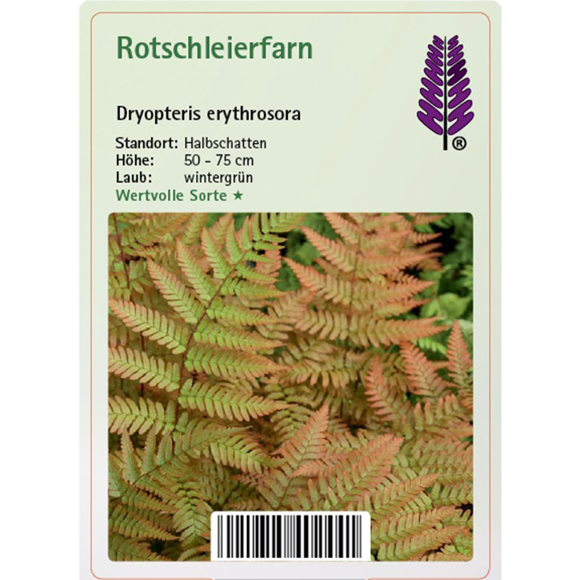 Rotschleierfarn - Dryopteris erythrosora Farn, Pflanze, Farn, Pflanze
