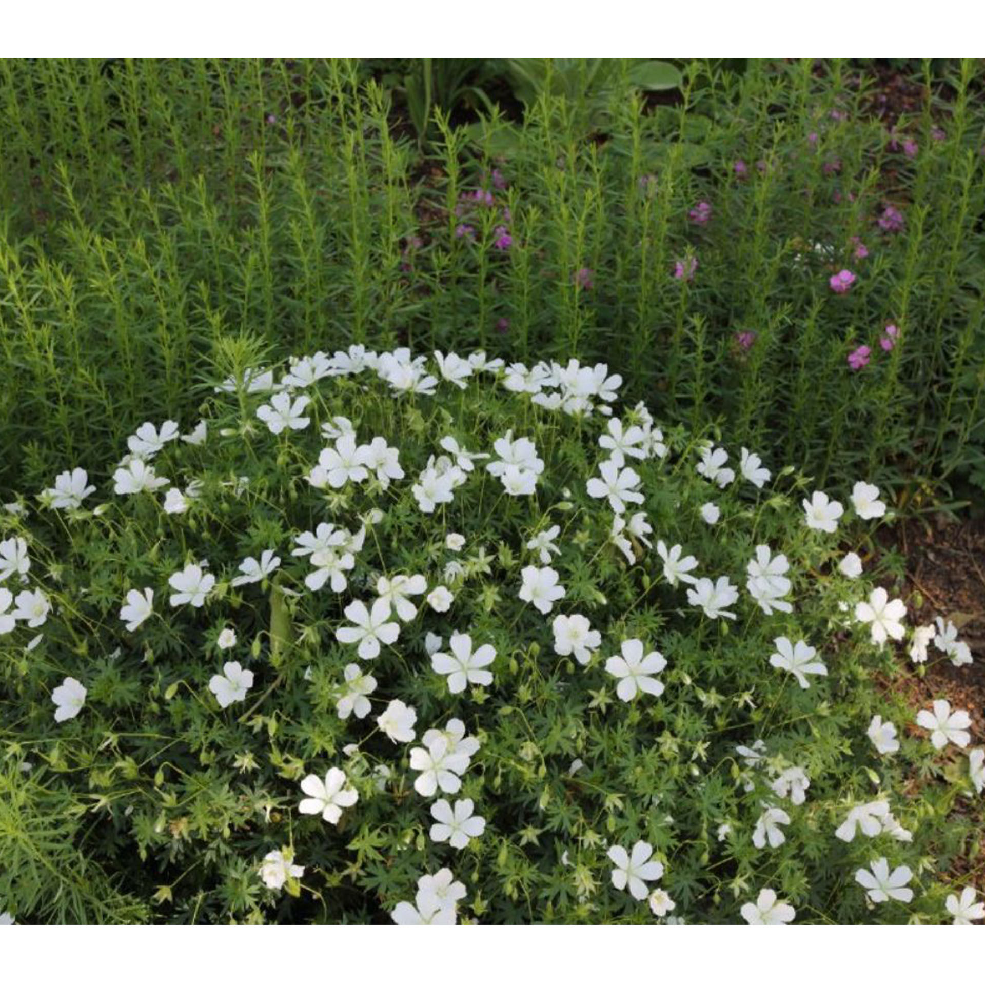 Kräuterig, Pflanze, Blume, Geranie, Bewuchs