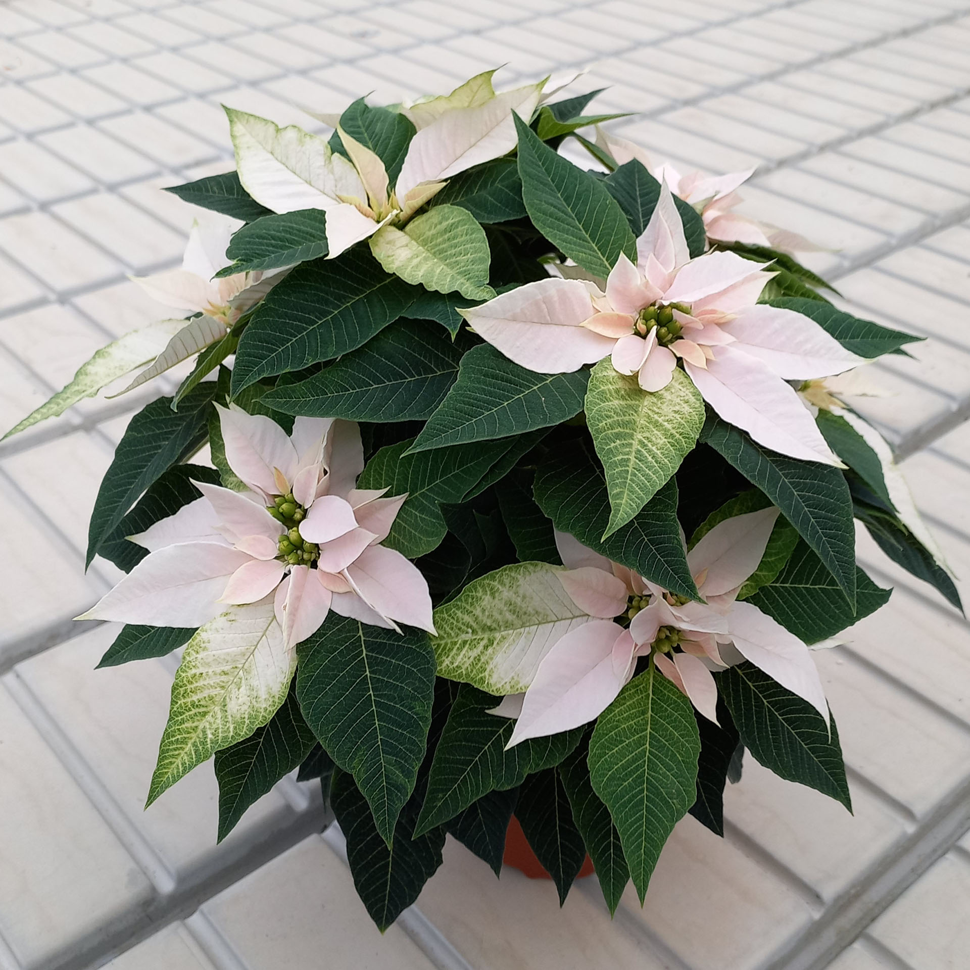 Weihnachtsstern 'J’Adore White Pearl' Premium