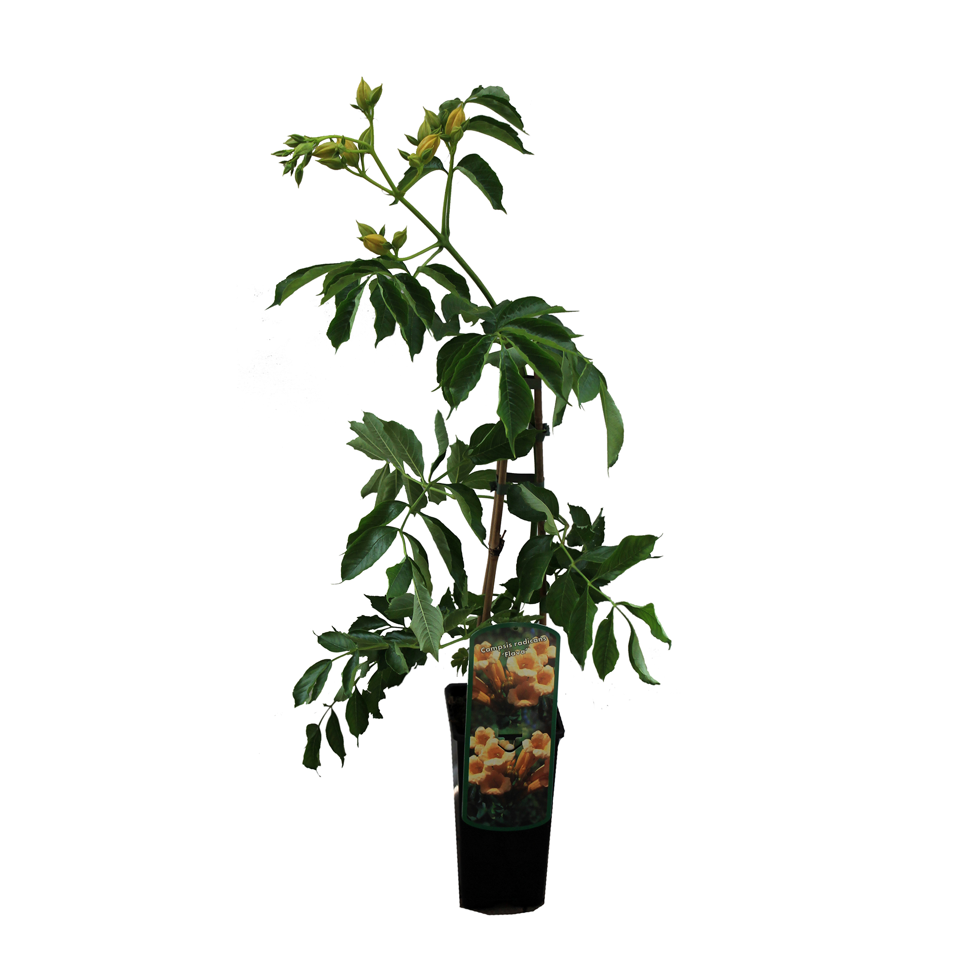 Kletter-Trompete - Campsis radicans 'Flava', C2eck 40-60cm Kletter-Trompete - Campsis radicans 'Flava', C2eck 40-60cm