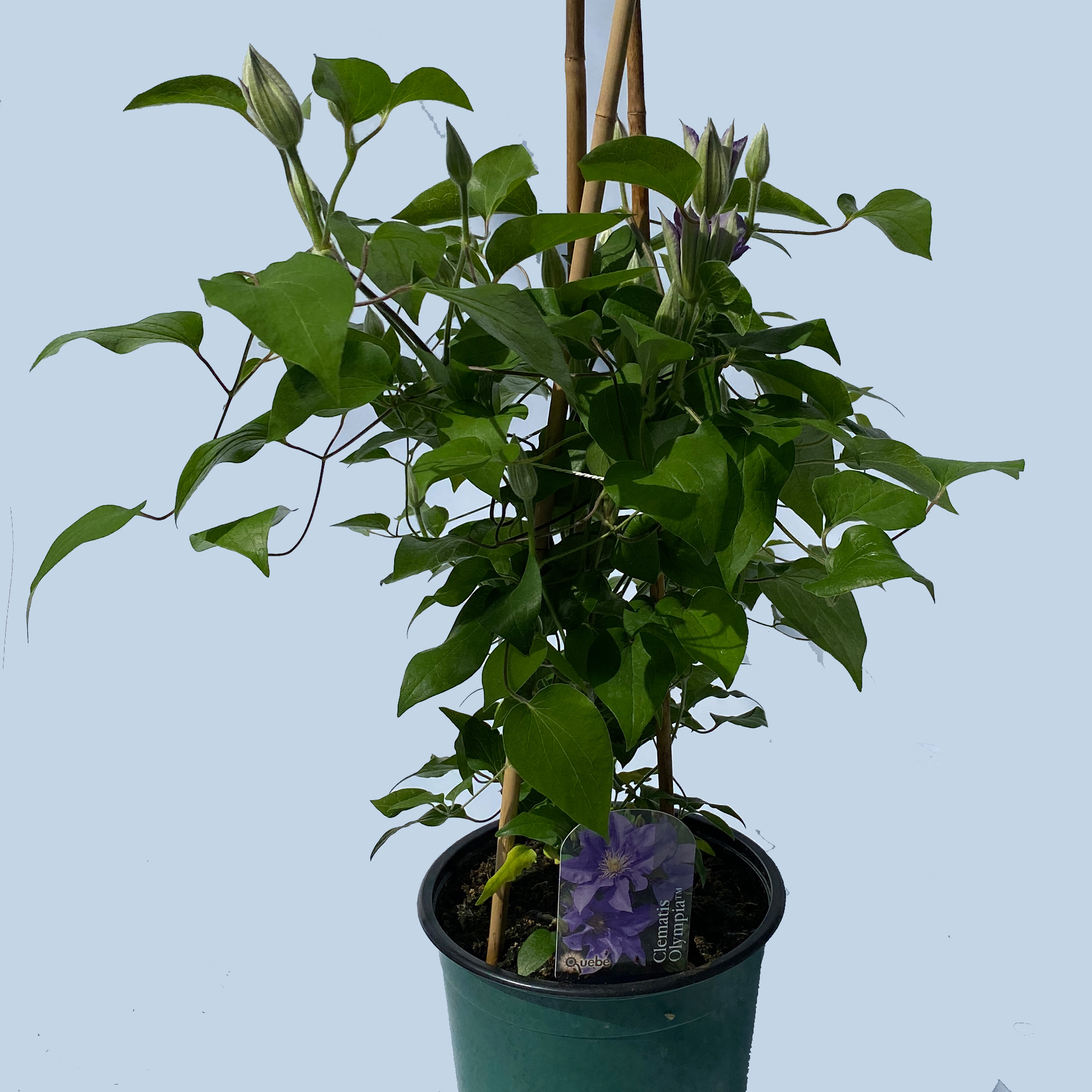 Clematis / Waldrebe 'Olympia Milka', 19cm Topf Clematis / Waldrebe 'Olympia Milka', 19cm Topf