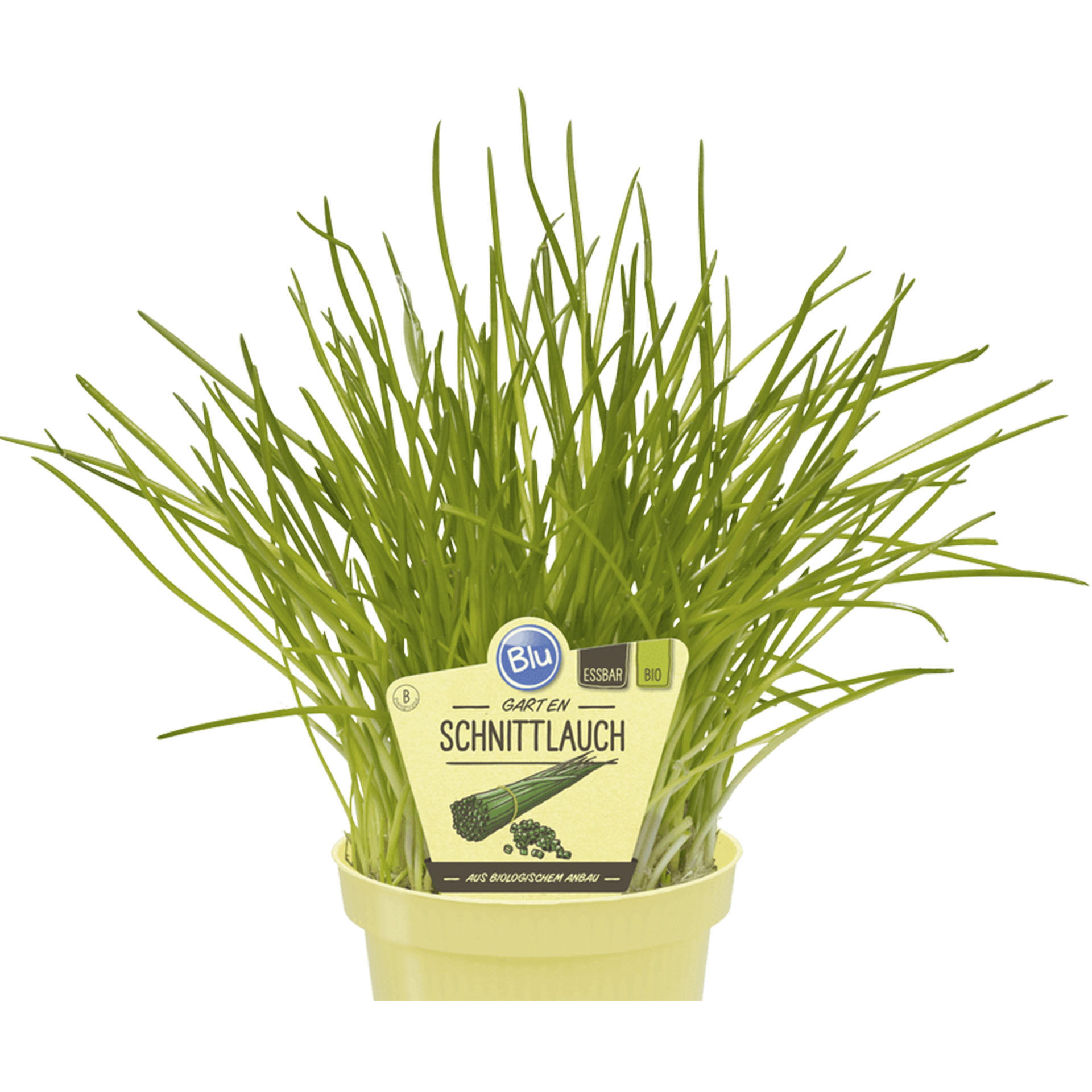 BIO Garten Schnittlauch BIO Garten Schnittlauch im Pflanztopf mit Pflanzenstecker