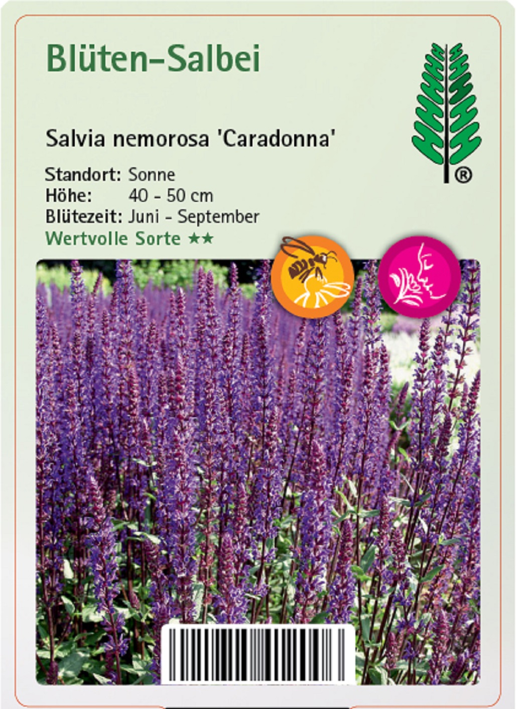 Blüten-Salbei - Salvia nemorosa 'Caradonna'