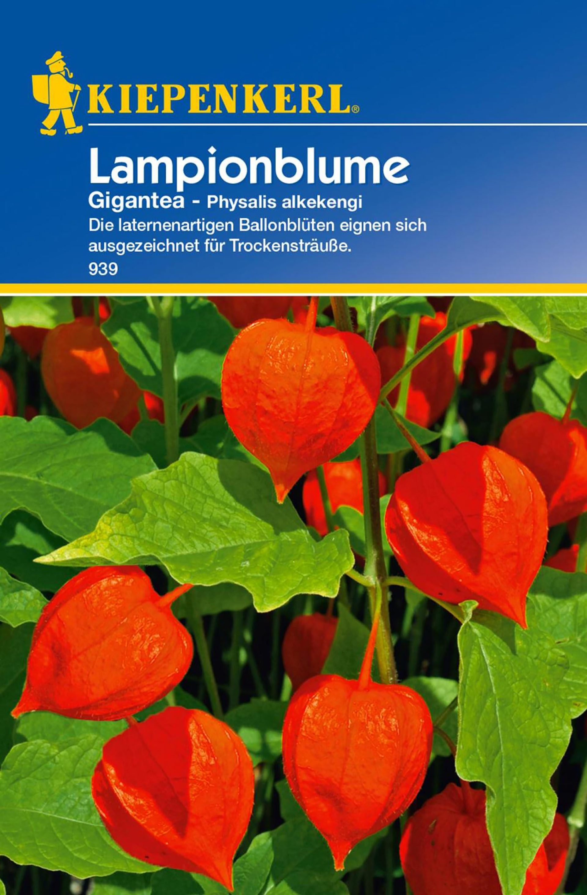 Lampionblume Gigantea PG-C Lampionblume Gigantea PG-C