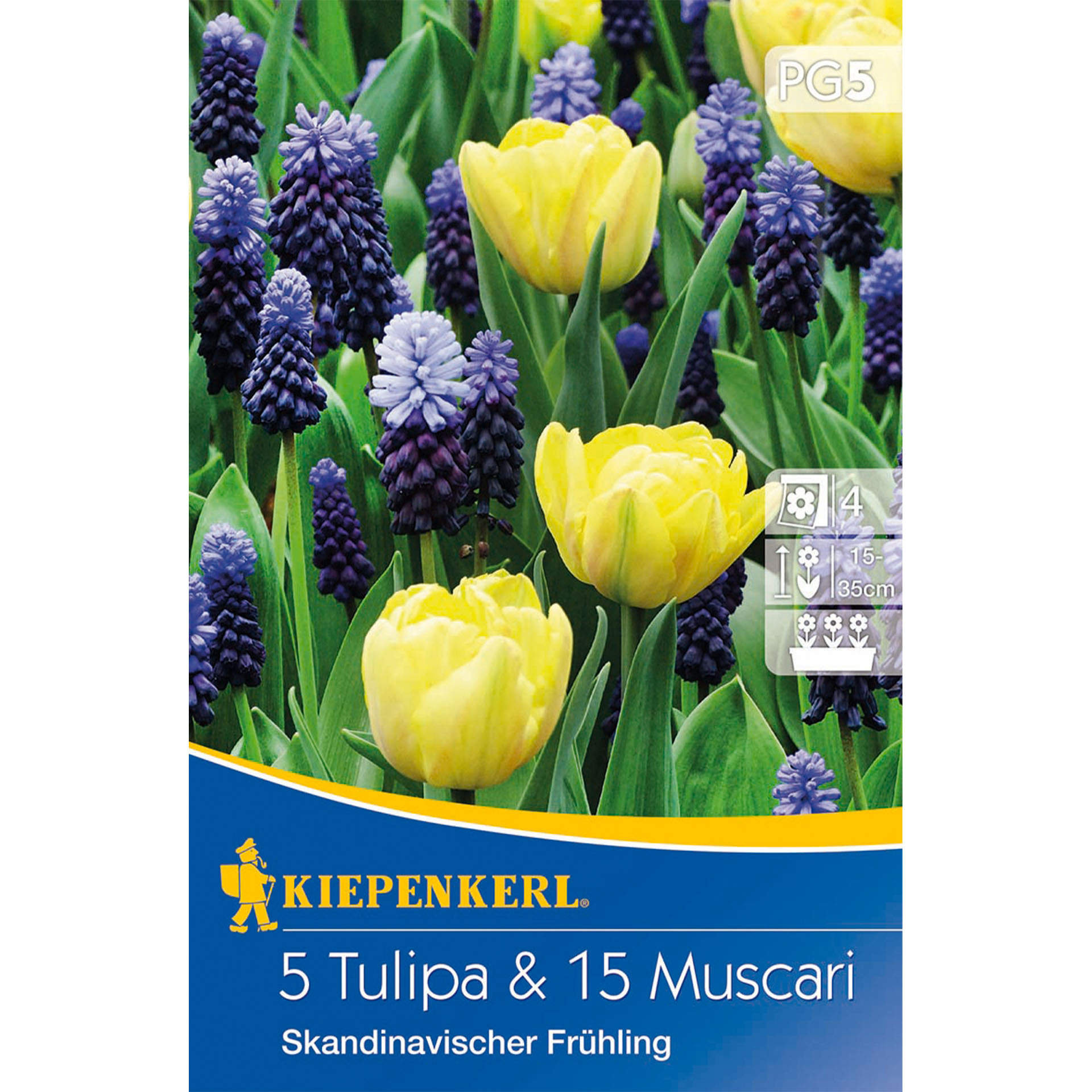Tulpen-Traubenhyazinthen Mix 'Skandinavischer Frühling', Blumenzwiebeln Blume, Pflanze, Werbung, Plakat, Rose