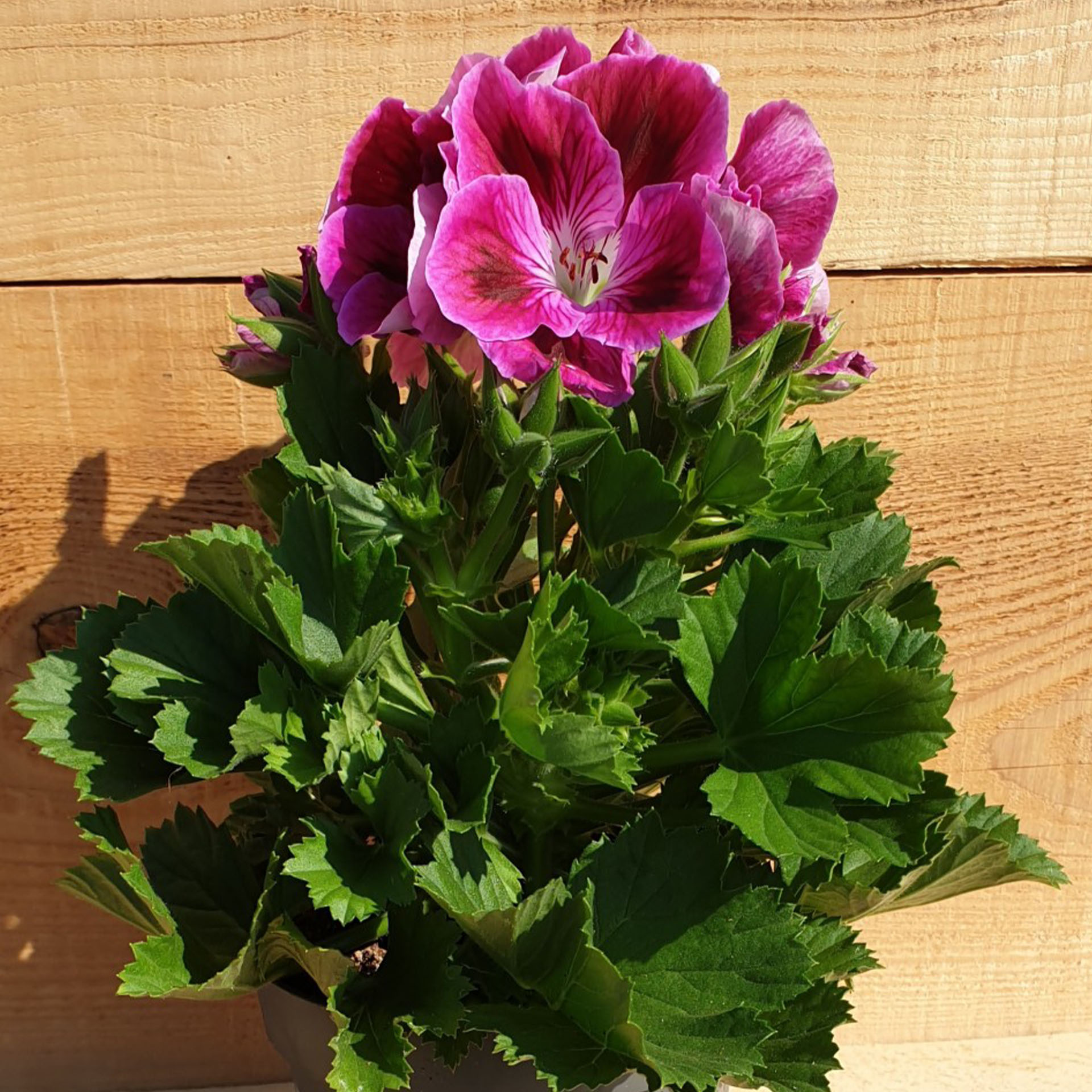 Blume, Geranie, Pflanze, Pflanze im Topf, Kräuterig