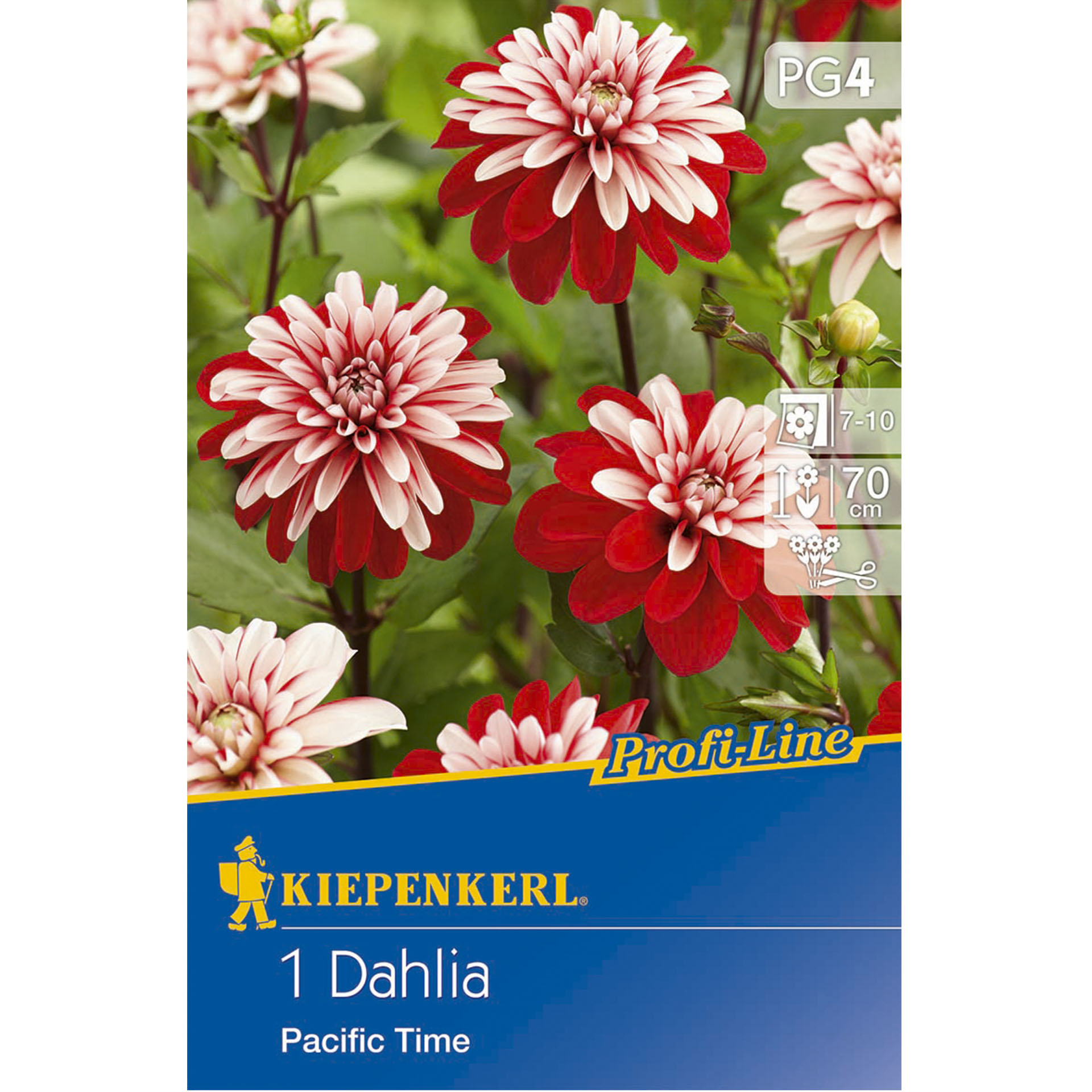 Abbildung von Dahlie Pacific Time auf Verpackung