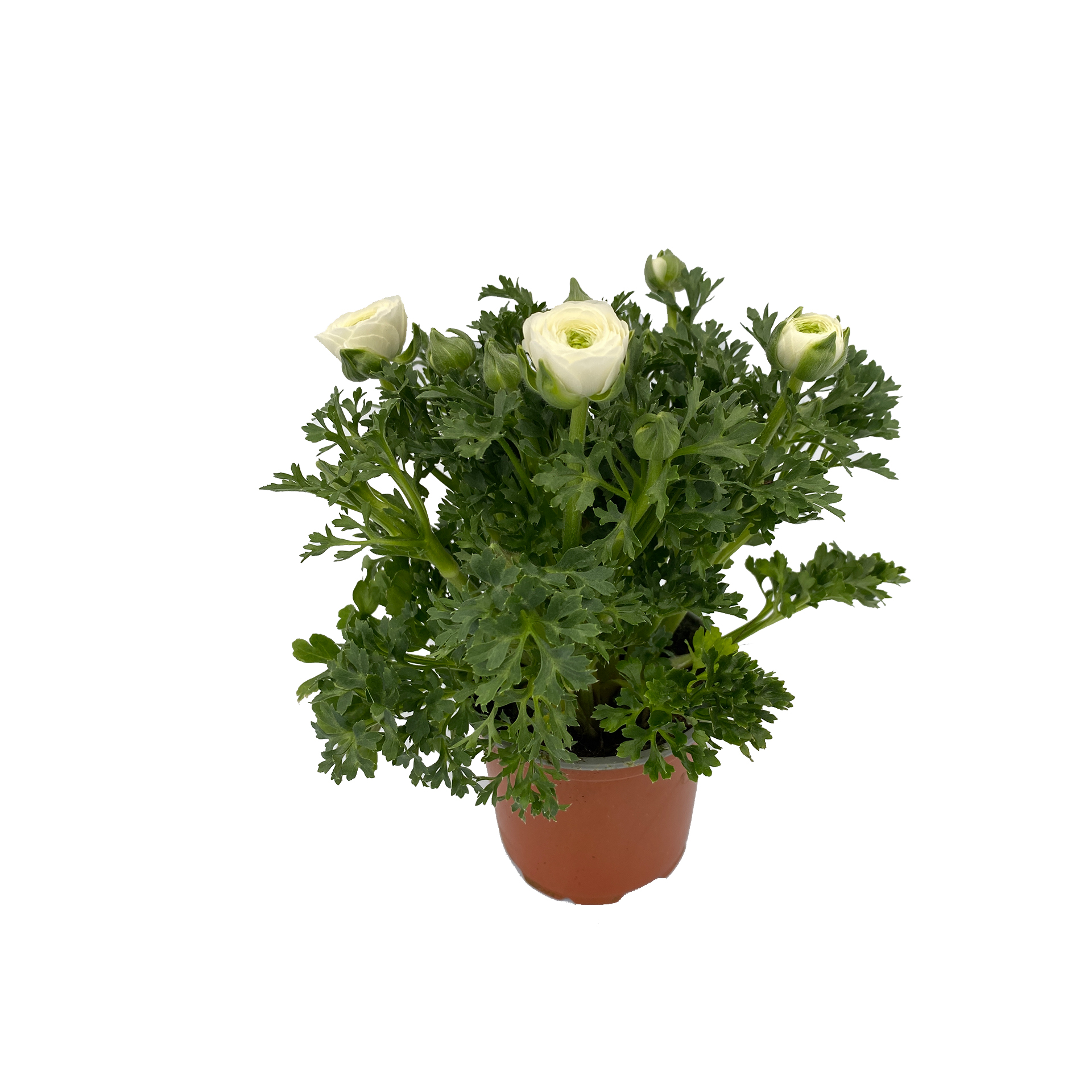 Ranunkel - Ranunculus asiaticus, weiß, 12cm Topf Ranunkel - Ranunculus asiaticus, weiß, 12cm Topf