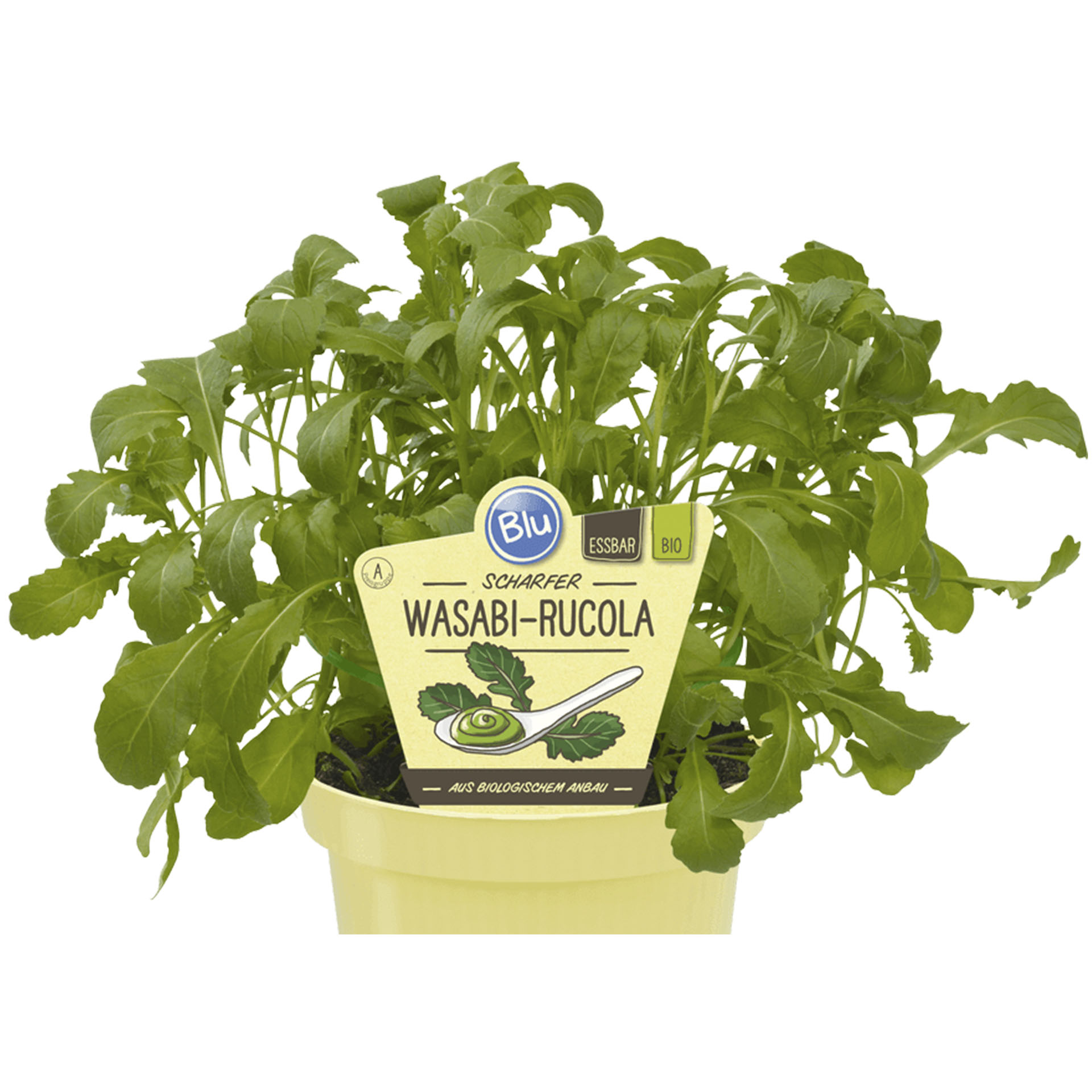 Wasabi-Rucola im Pflanztopf mit Pflanzenstecker