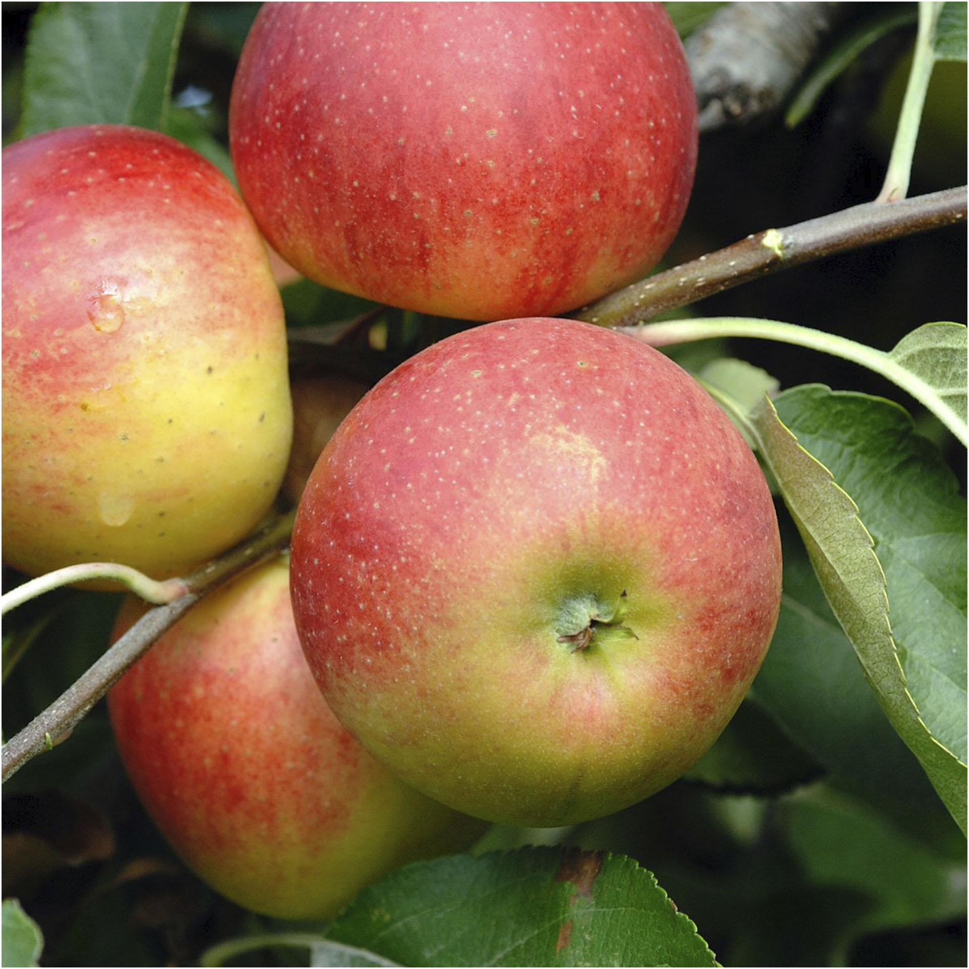 Äpfel Elstar an Ast hängend