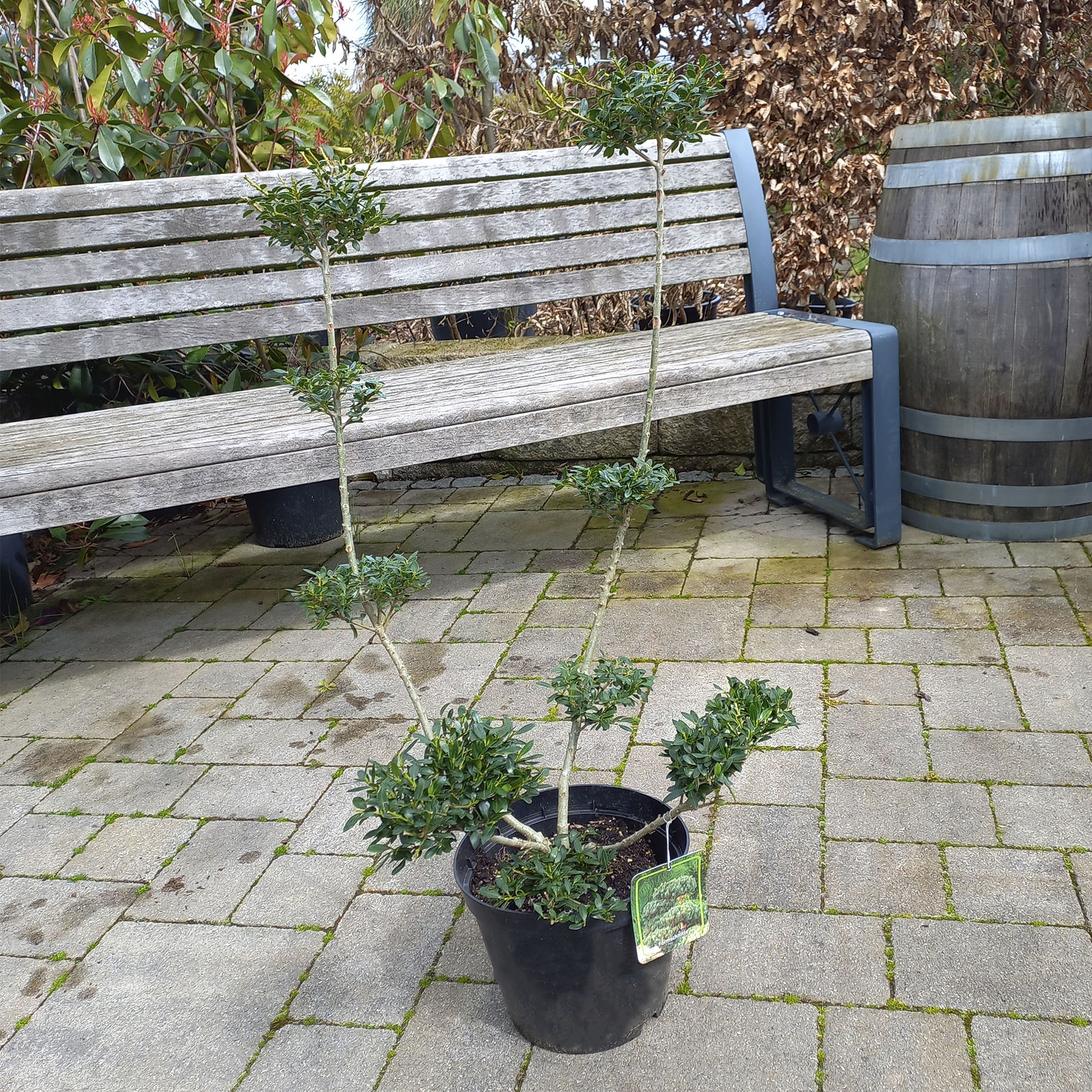 Japanische Stechpalme - Bonsai Ilex als Formgehölz, geschnitten in Etagenform