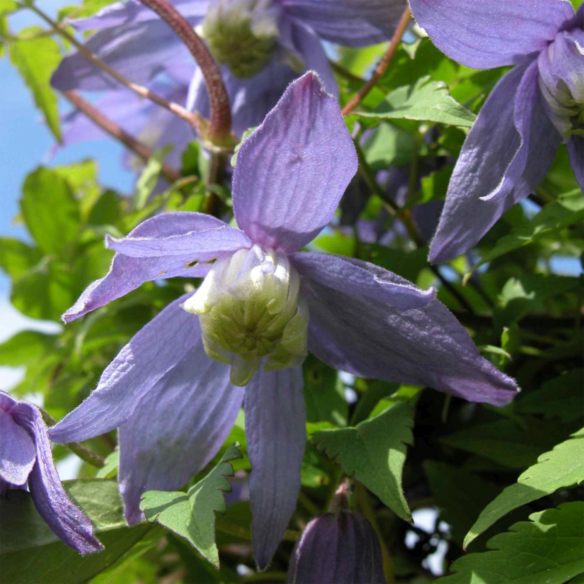 Clematis alpina-2 Clematis alpina Alpenwaldrebe Waldrebe Kletterpflanze
