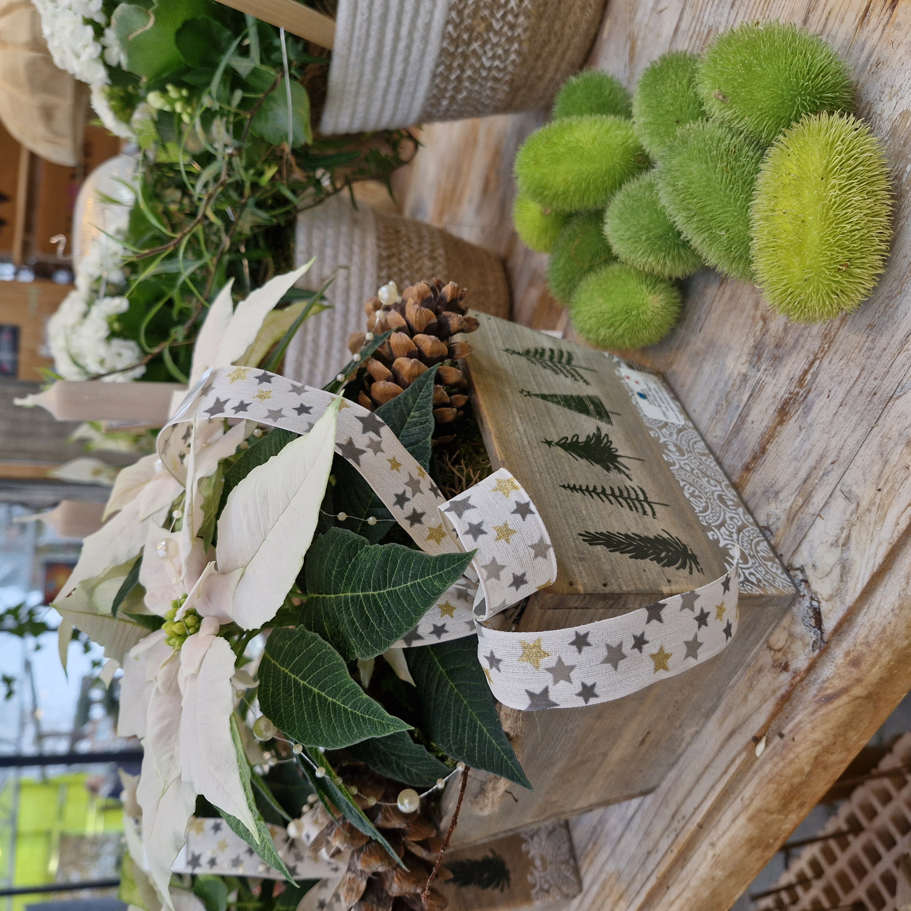 Pflanze, Pflanze im Topf, Blumen-Arrangement, Pflanzgefäß, Vase