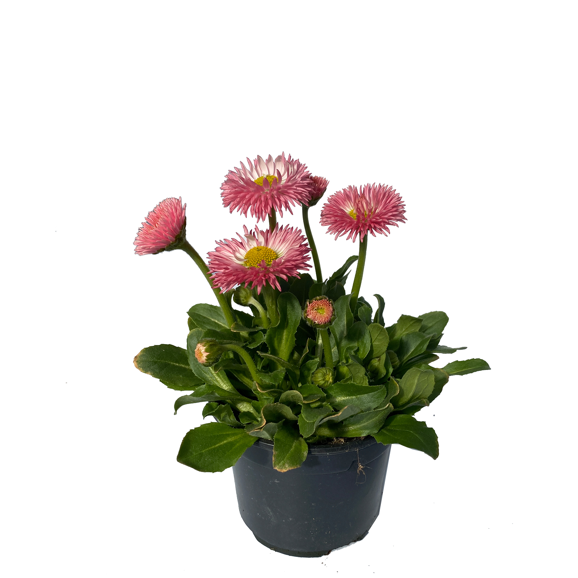 Gänseblümchen Bellis - Bellis perennis rosa, 9cm Topf Gänseblümchen Bellis - Bellis perennis rosa, 9cm Topf