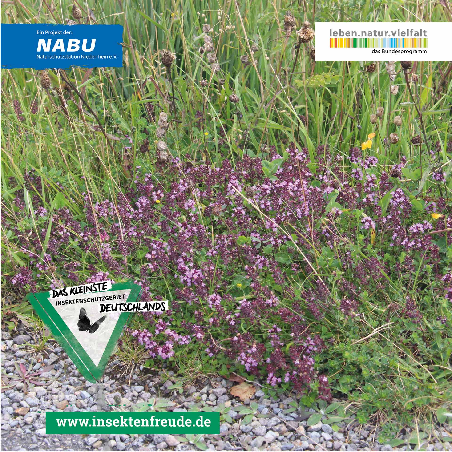 violettblüten,  Bodendecker, Kräutergarten, lila Blüte, grünes Laub