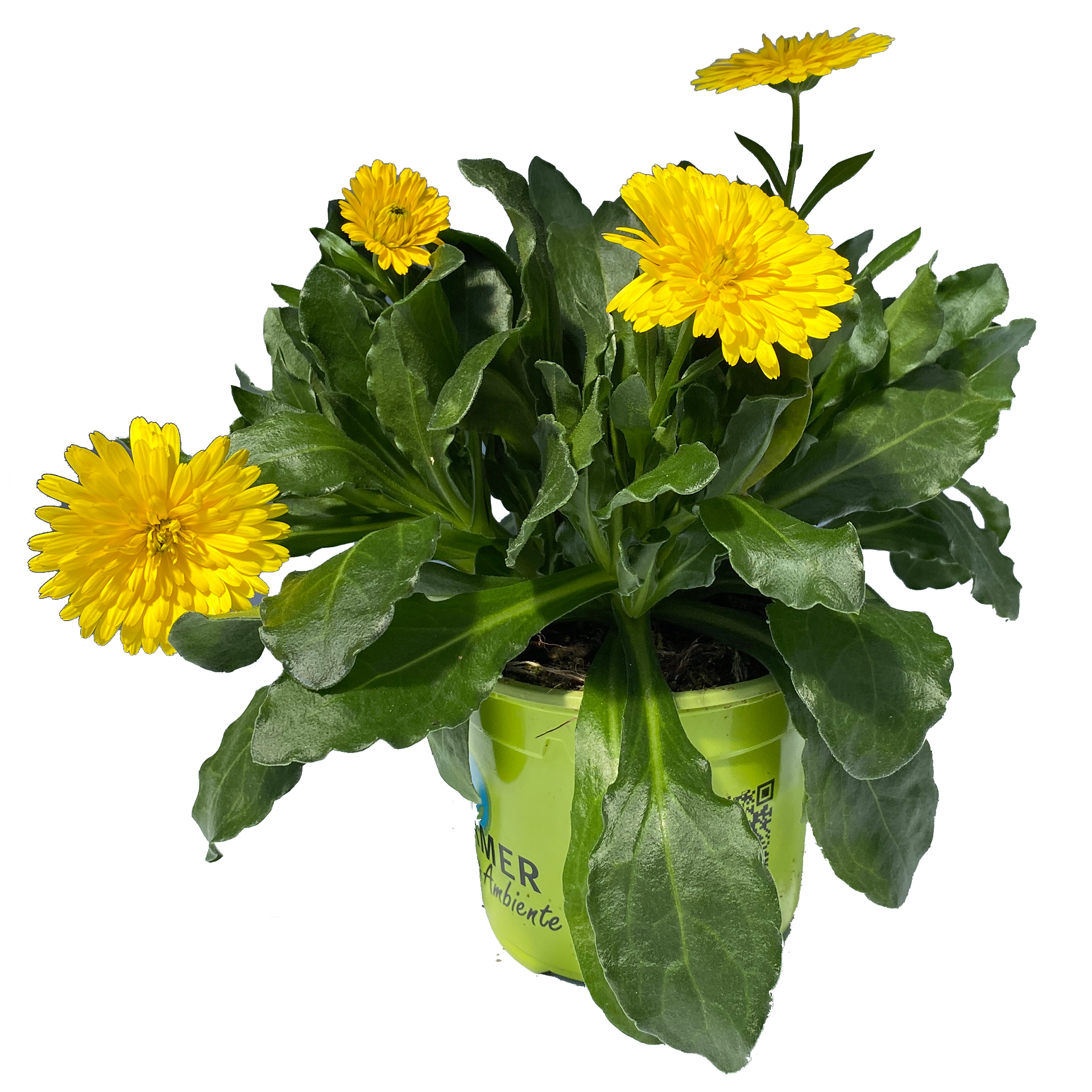 Ringelblume - Calendula 'Powerdaisy Sunny', 12cm Topf Ringelblume - Calendula 'Powerdaisy Sunny', 12cm Topf