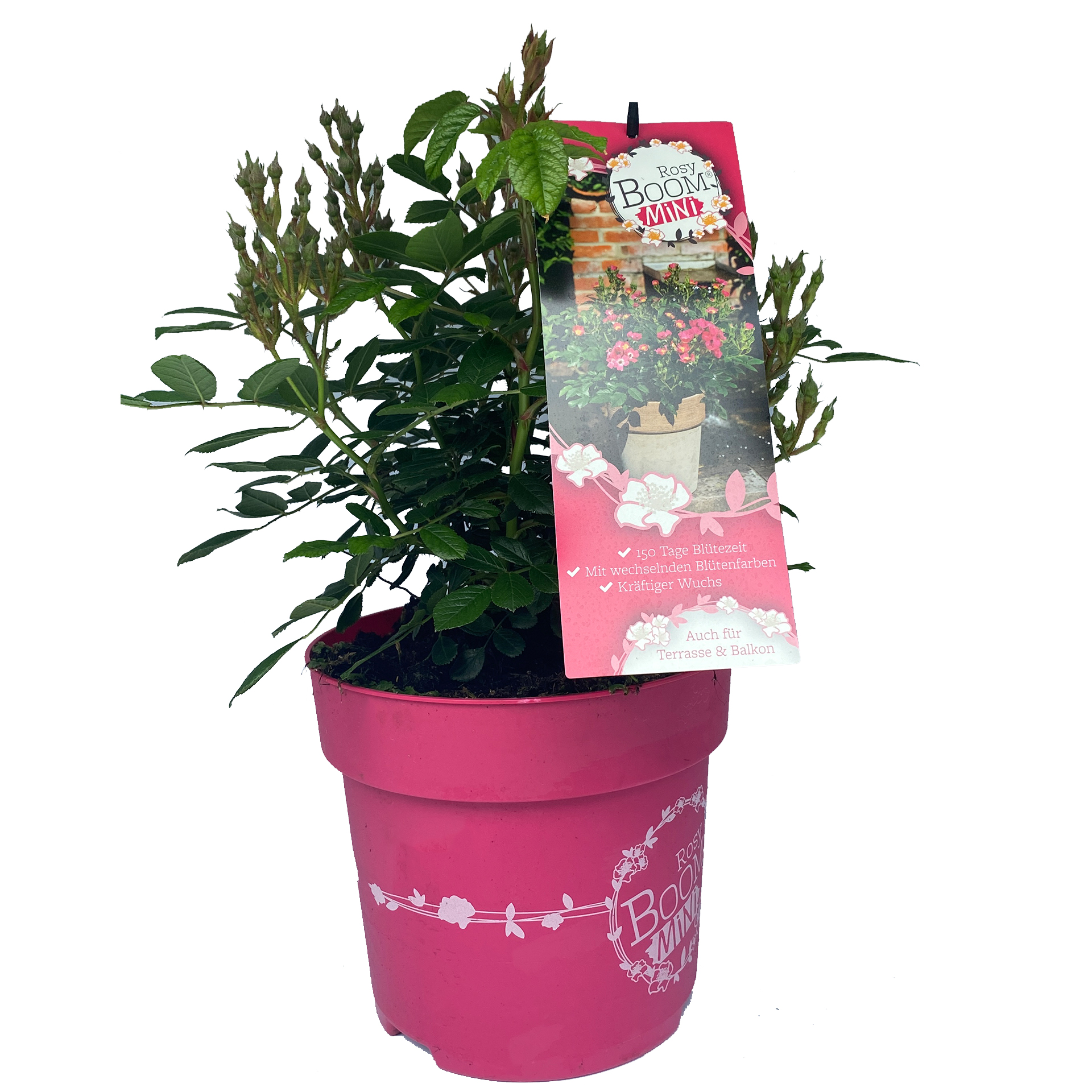 Strauchrose 'Rosy Boom®' mini, C6 Strauchrose 'Rosy Boom®' mini, C6