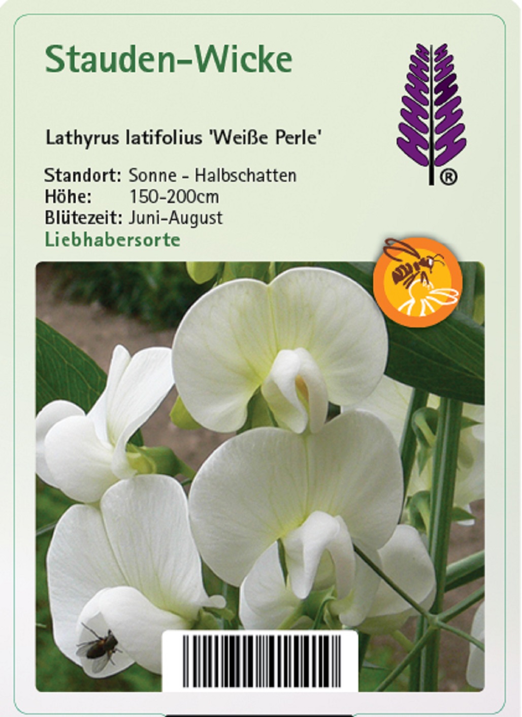 Stauden-Wicke - Lathyrus latifolius 'Weiße Perle', 11cm Topf Stauden-Wicke - Lathyrus latifolius 'Weiße Perle', 11cm Topf