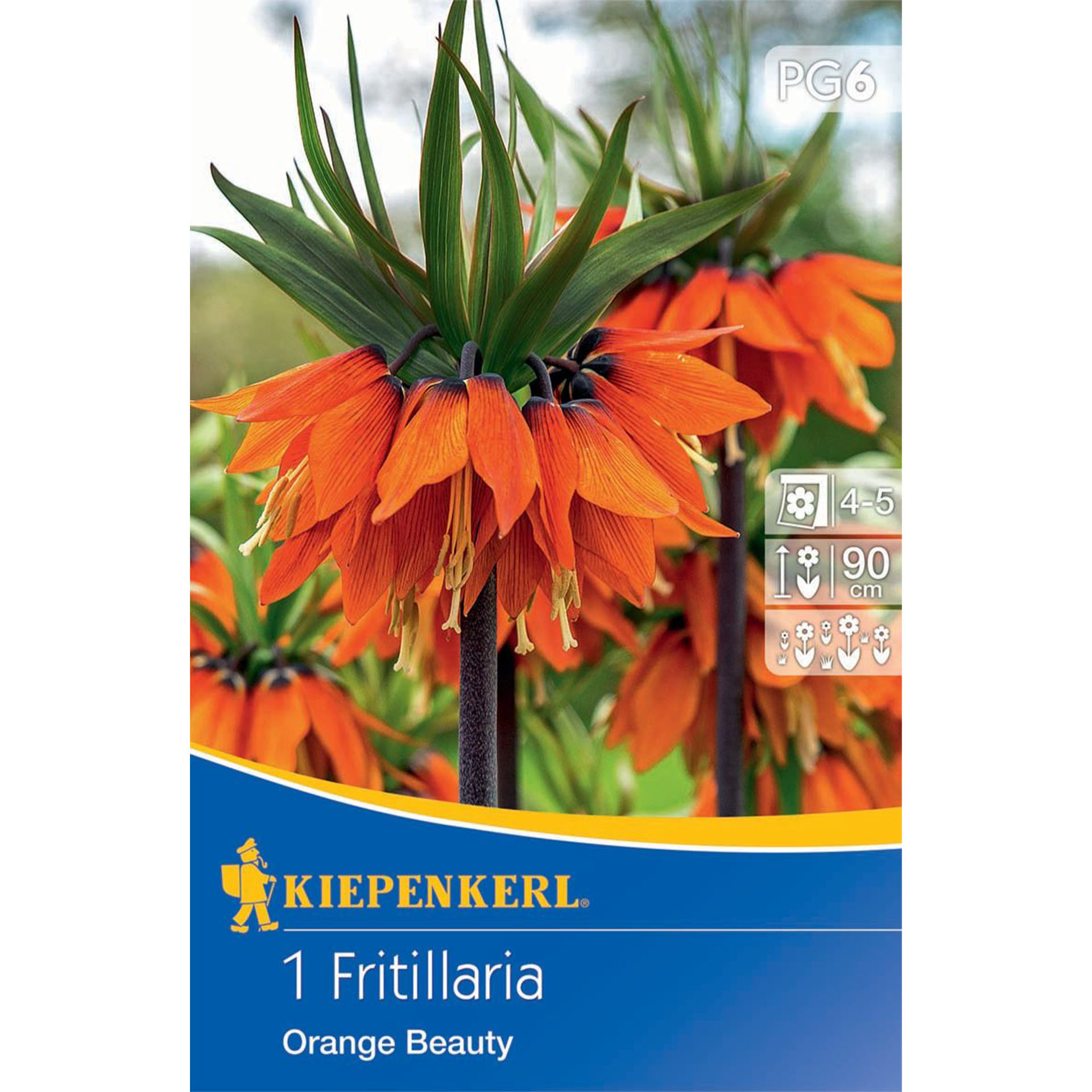 Kaiserkrone / Fritillaria 'Orange Beauty', Blumenzwiebeln Kaiserkrone / Fritillaria 'Orange Beauty', Blumenzwiebeln