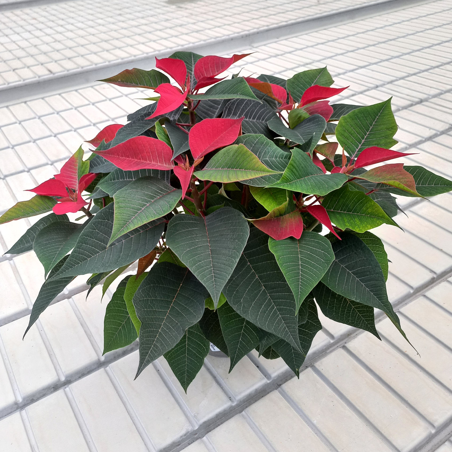 Weihnachtsstern 'Grande Italia', groß