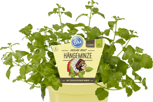 BIO Hängeminze