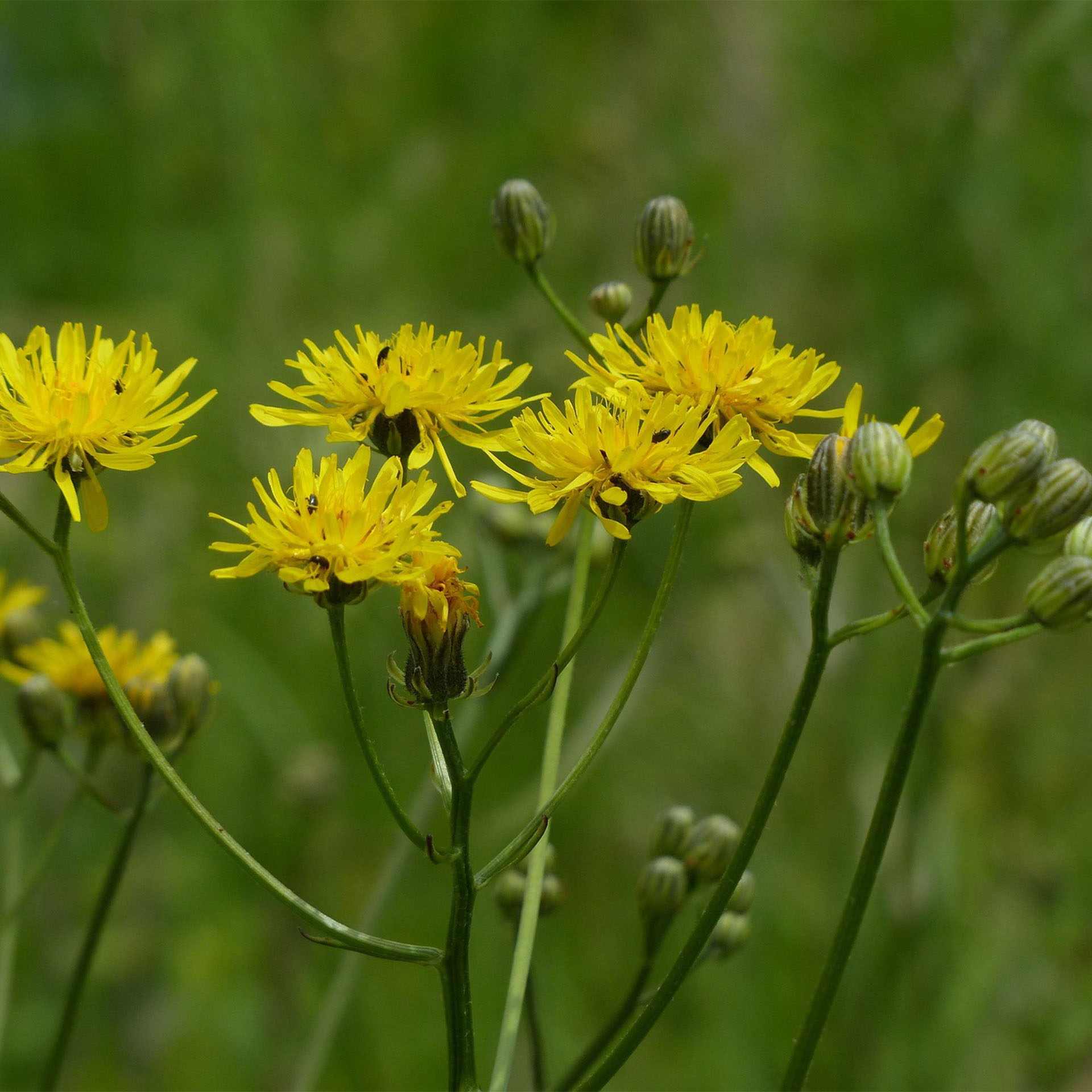 gelbe blüten an grünen stängeln, Blume, Pflanze, Gänseblümchen