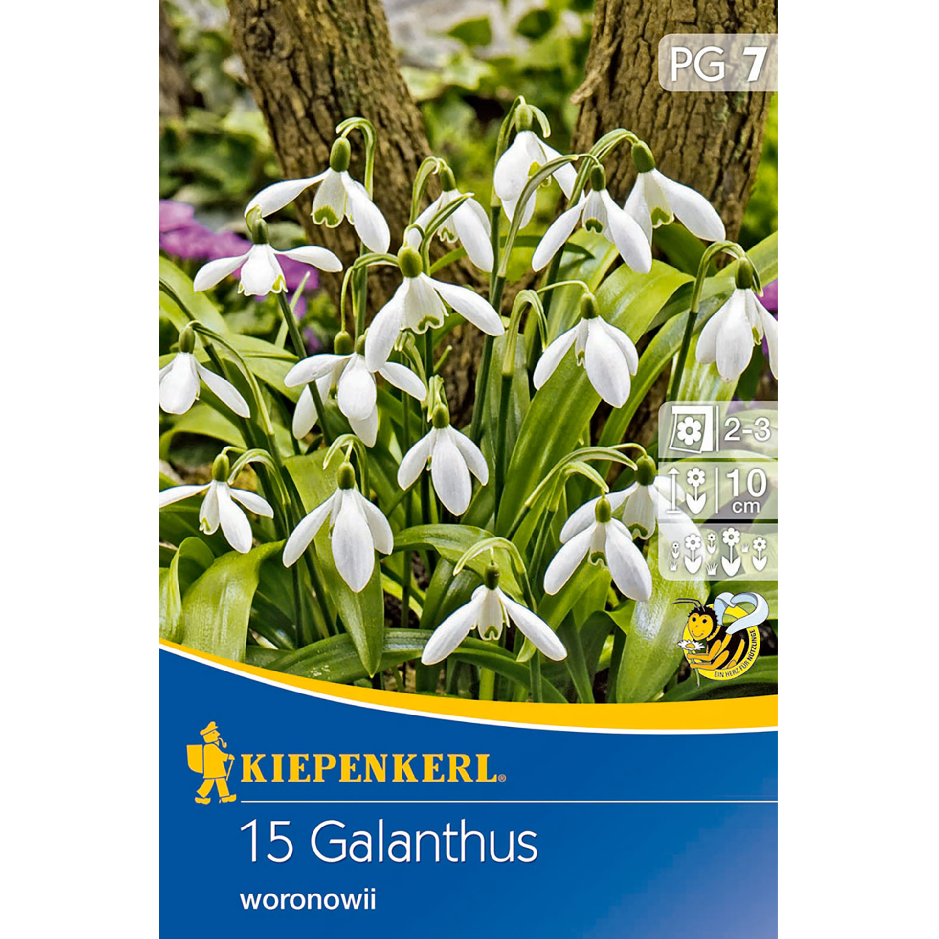 Schneeglöckchen woronowii Blumenzwiebel Schneeglöckchen woronowii Blumenzwiebel