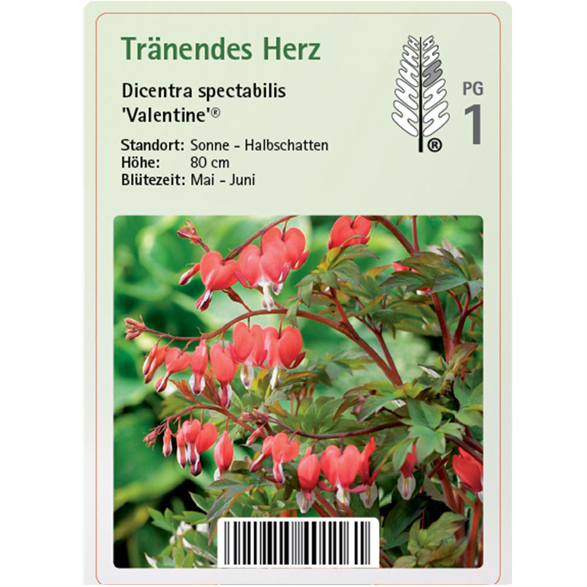 Pflanzenstecker mit Infod und rot blühendes Pflanze