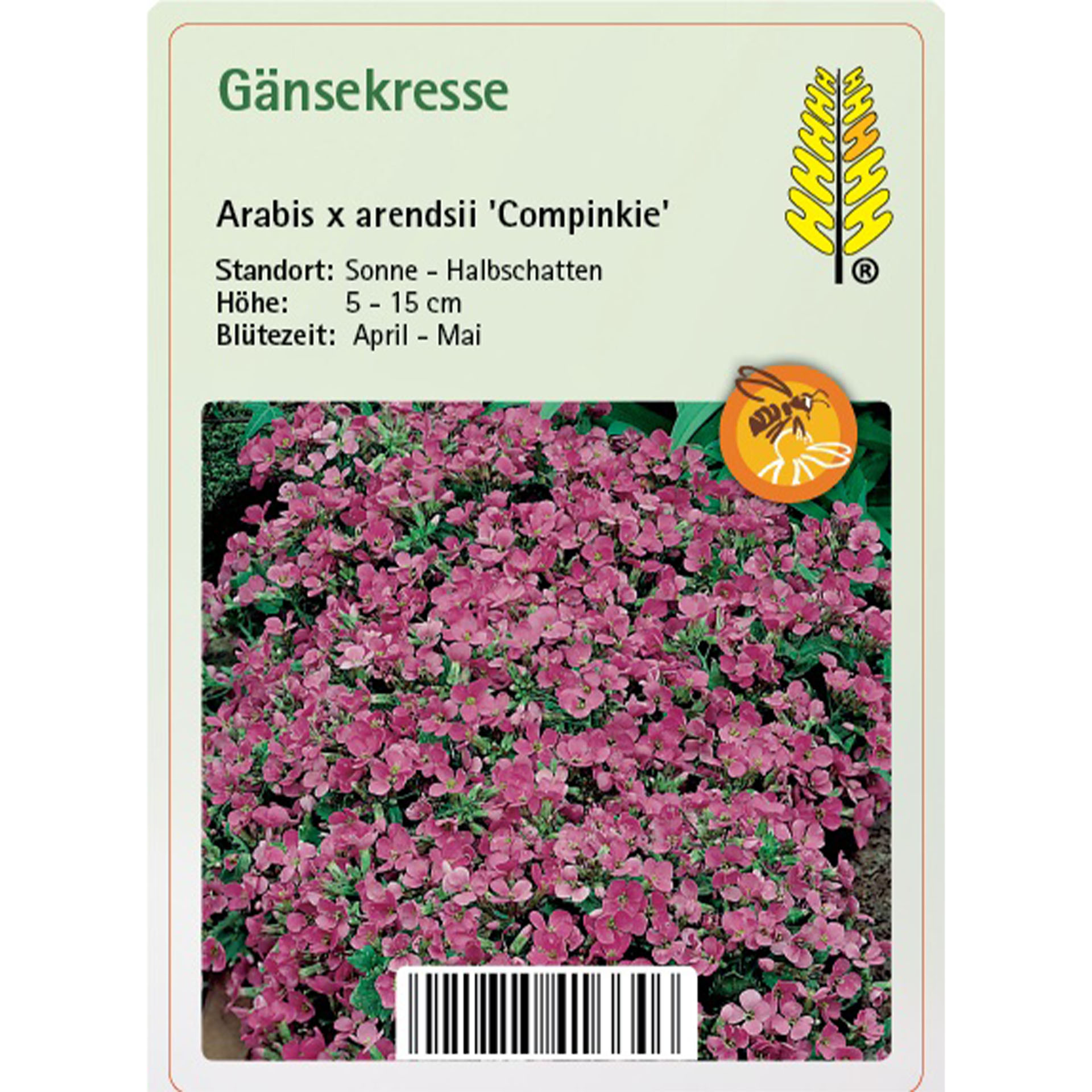 Arends-Gänsekresse - Saxifraga x arendsii 'Compinkie' Blume, Blütenblatt, Pflanze, Geranie, Kräuterig