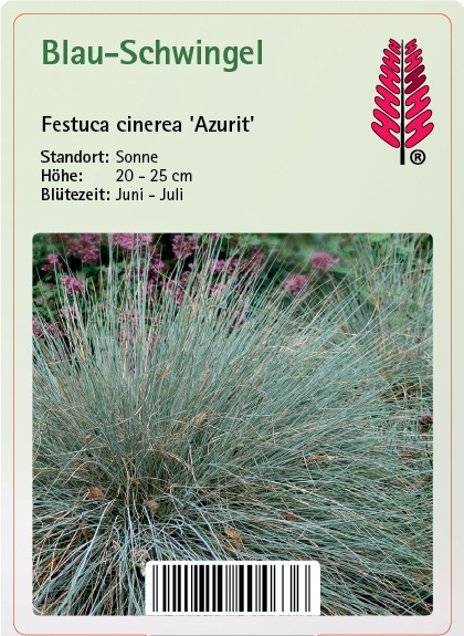 Blauschwingel - Festuca cinerea 'Azurit' Gras, Pflanze, Vegetation
