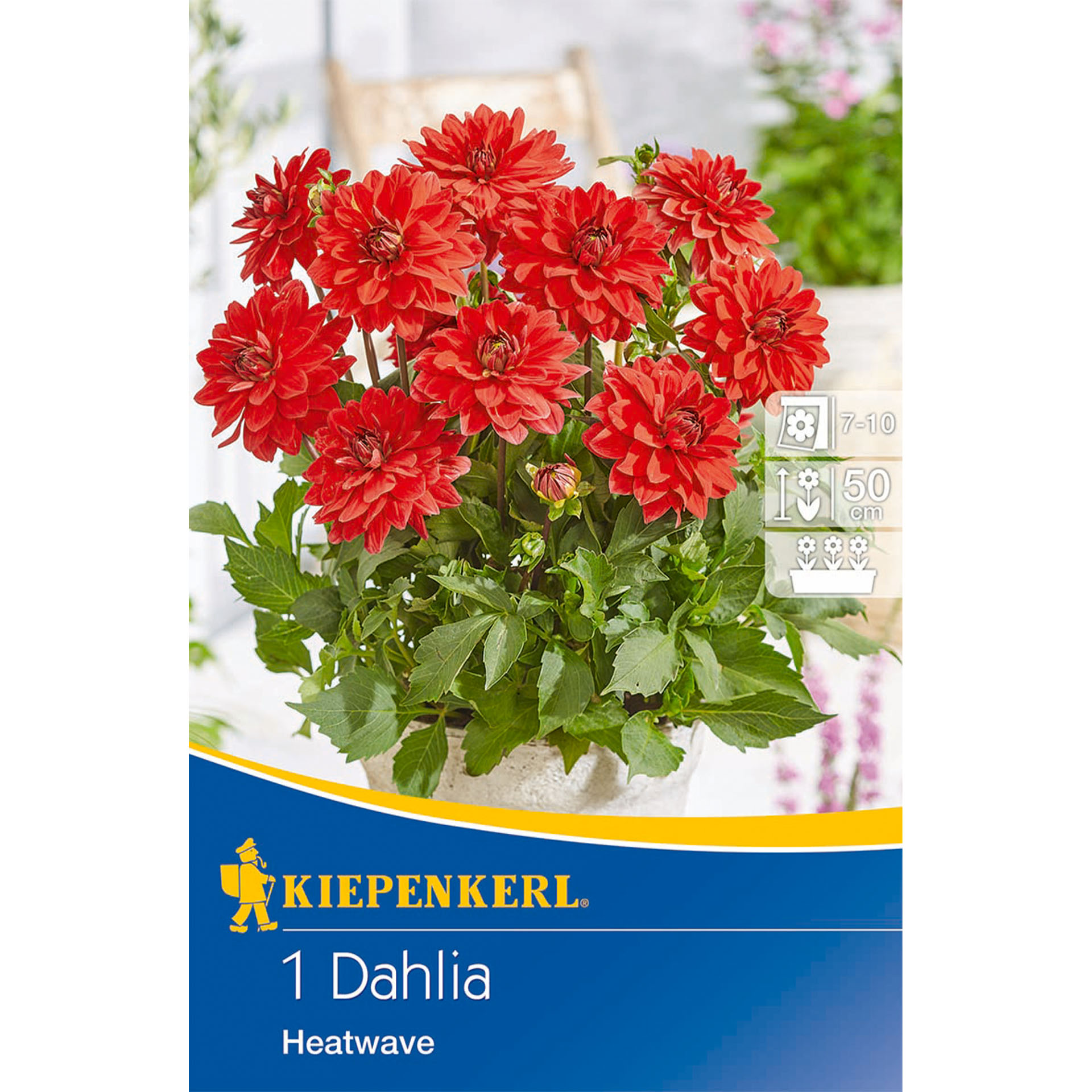 Beet- & Kübel-Dahlie 'Heatwave', Blumenzwiebeln Dahlie, Blume, Pflanze, Kräuterisch, Gänseblümchen