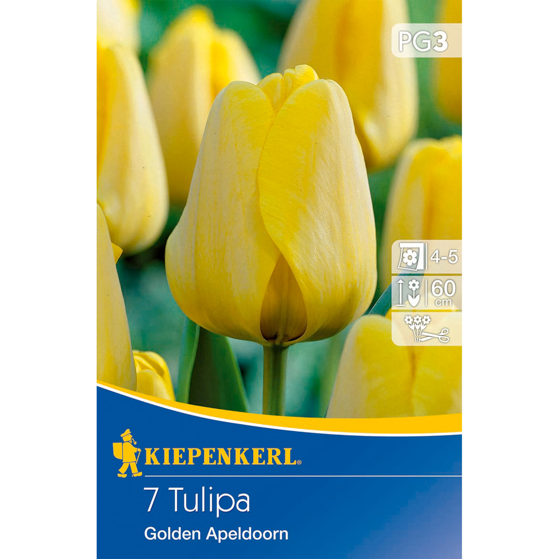 Tulpe 'Golden Apeldoorn', Blumenzwiebeln Blume, Pflanze, Tulpe, Blume, Pflanze, Tulpe