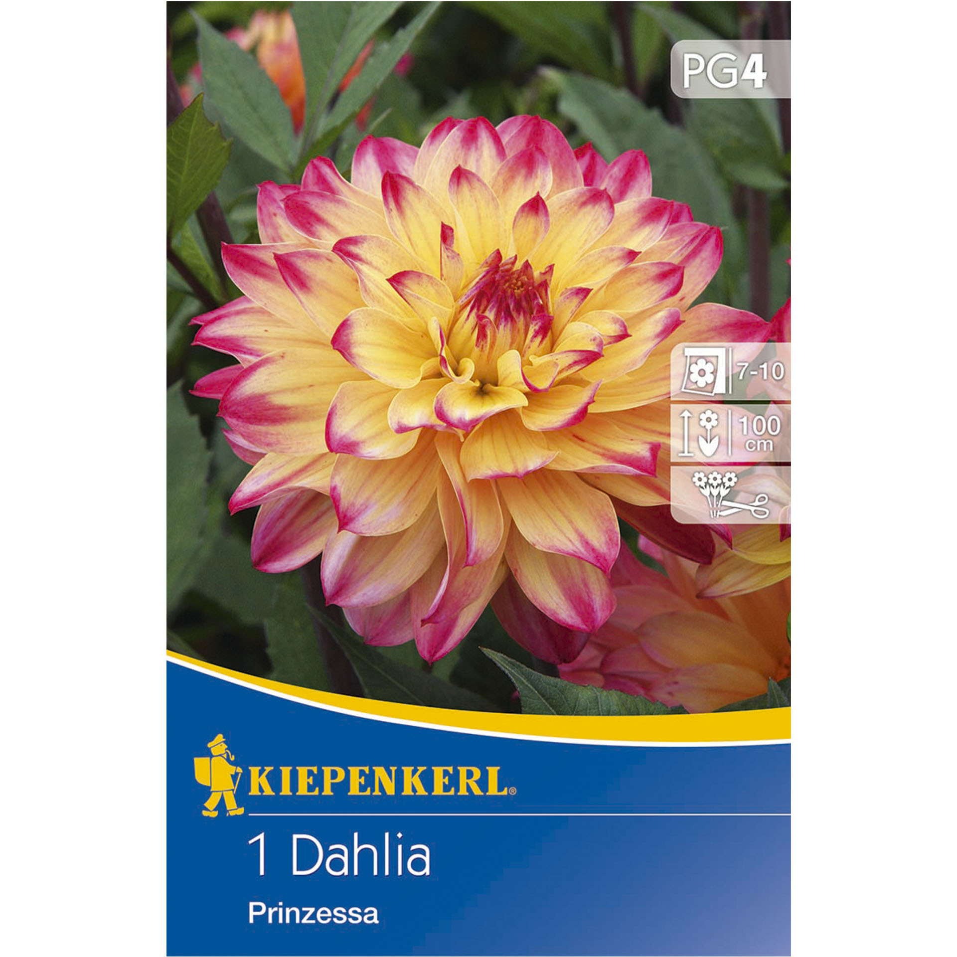 Verpackung mit Foto von Dahlie Prinzessa