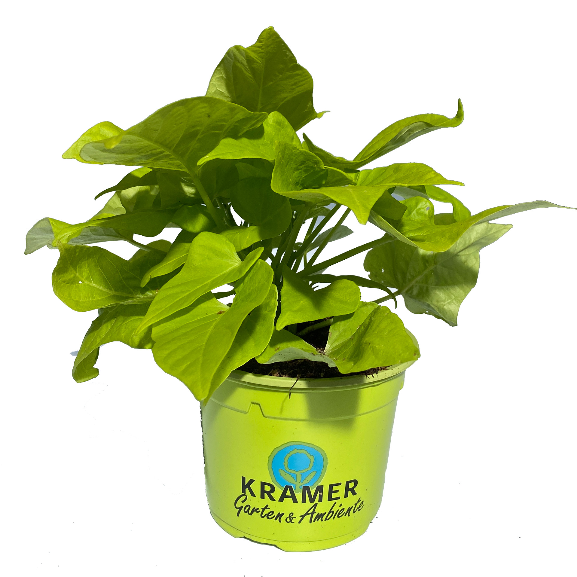 Süßkartoffel - Ipomea batata 'Terrace lime', 12cm Topf Süßkartoffel - Ipomea batata 'Terrace lime', 12cm Topf