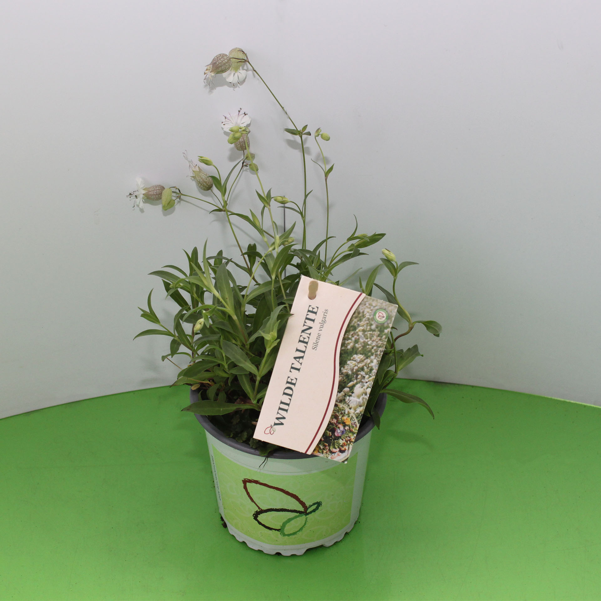 Pflanzen, Topfpflanze, Blumen, Kräuterpflanze, Schnittblume