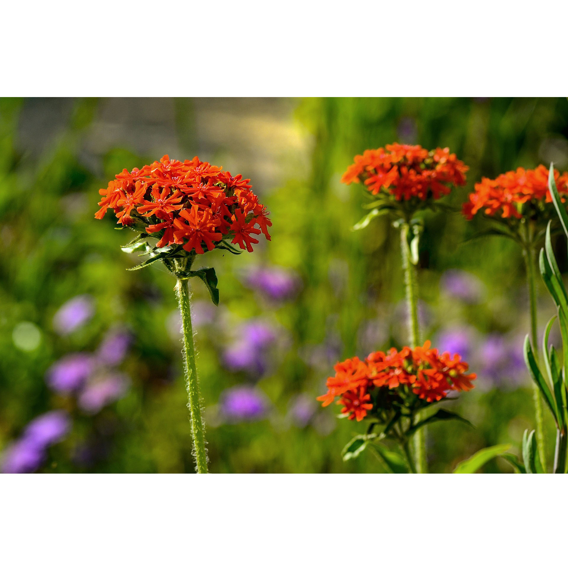 Blume, Geranie, Blütenblatt, Gänseblümchen, Blumenstrauß