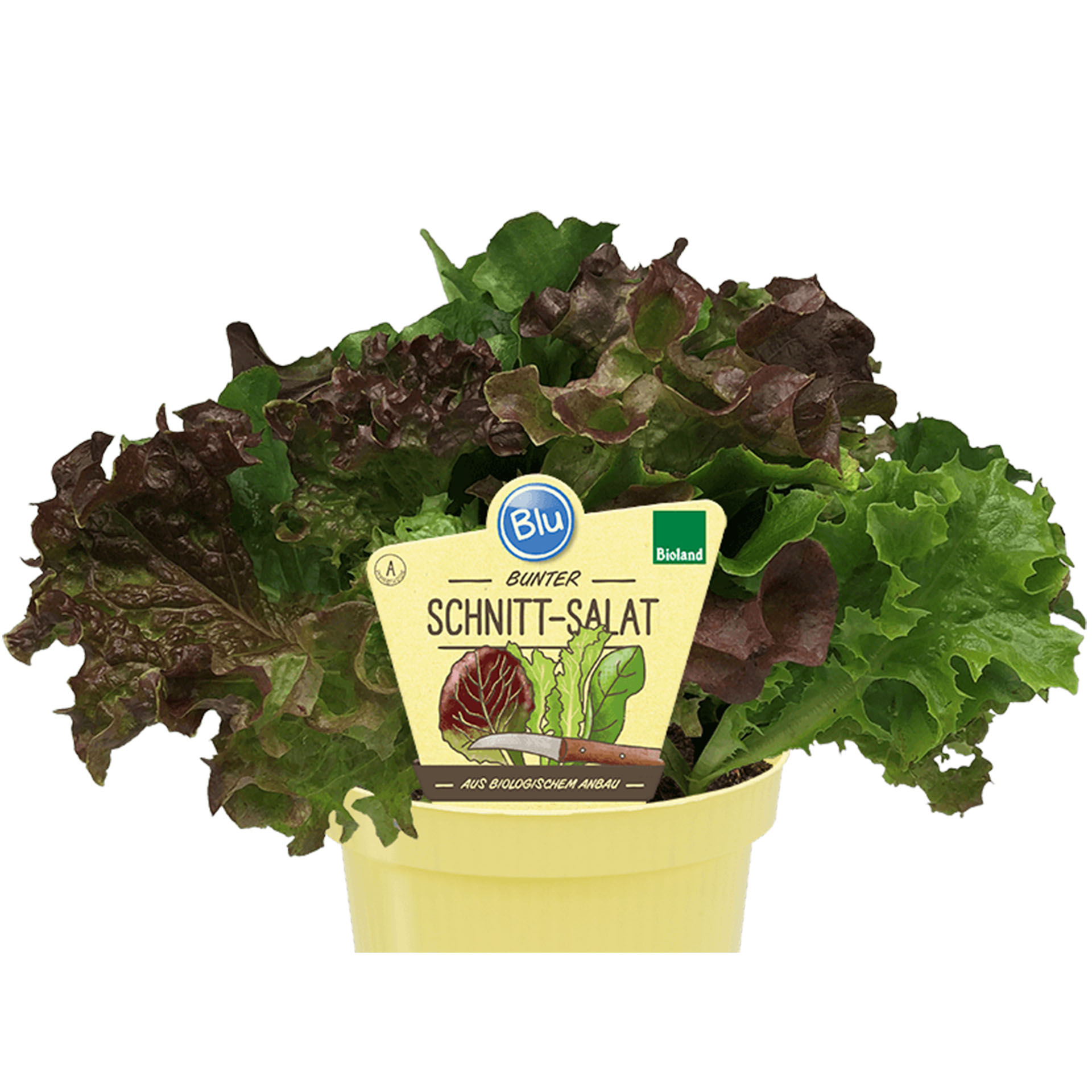 Bio Salat Mischung wächst immer wieder nach Gemüsegarten