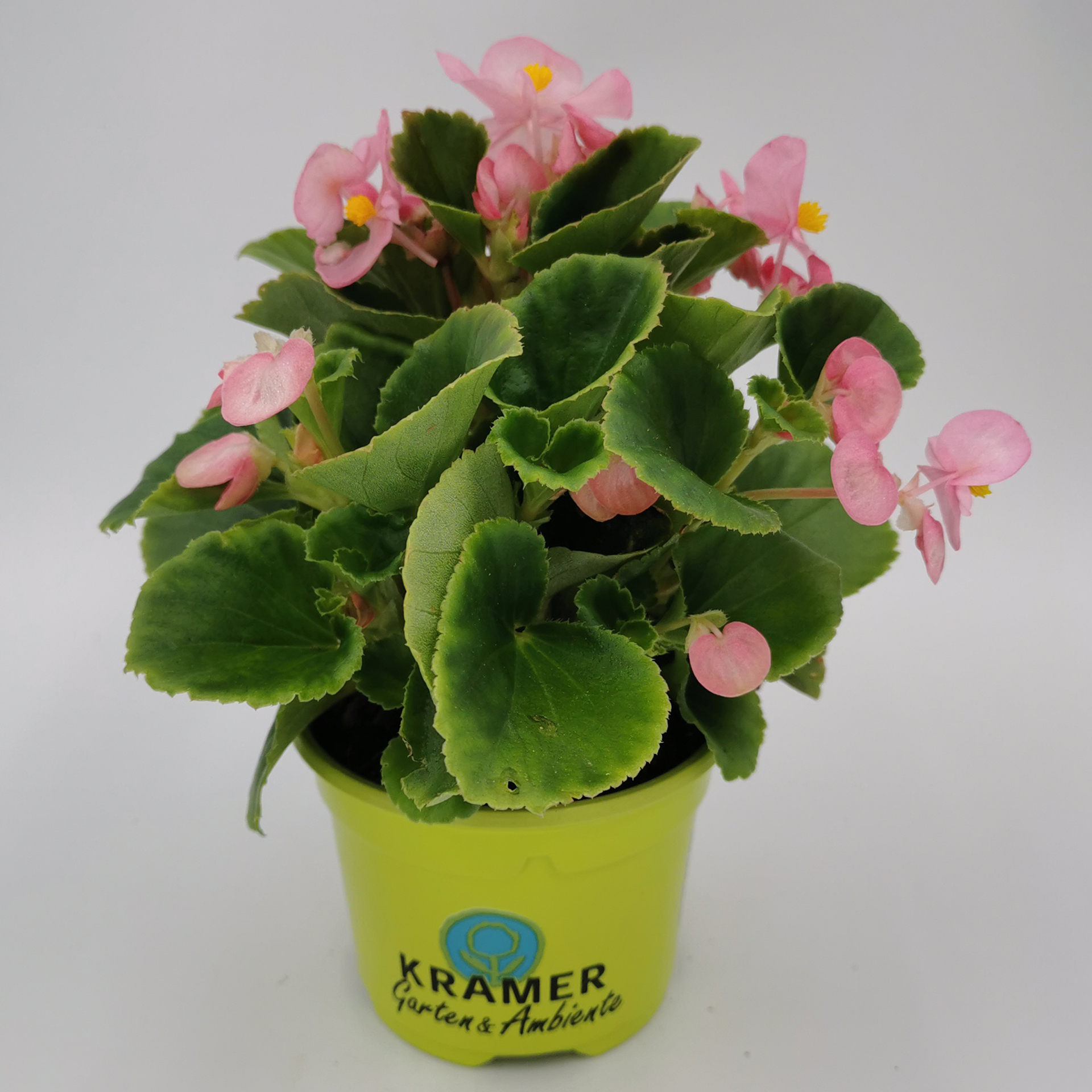 Eisbegonie - Begonia semperflorens 'Olympia Pink', 9cm Topf Eisbegonie - Begonia semperflorens 'Olympia Pink', 9cm Topf