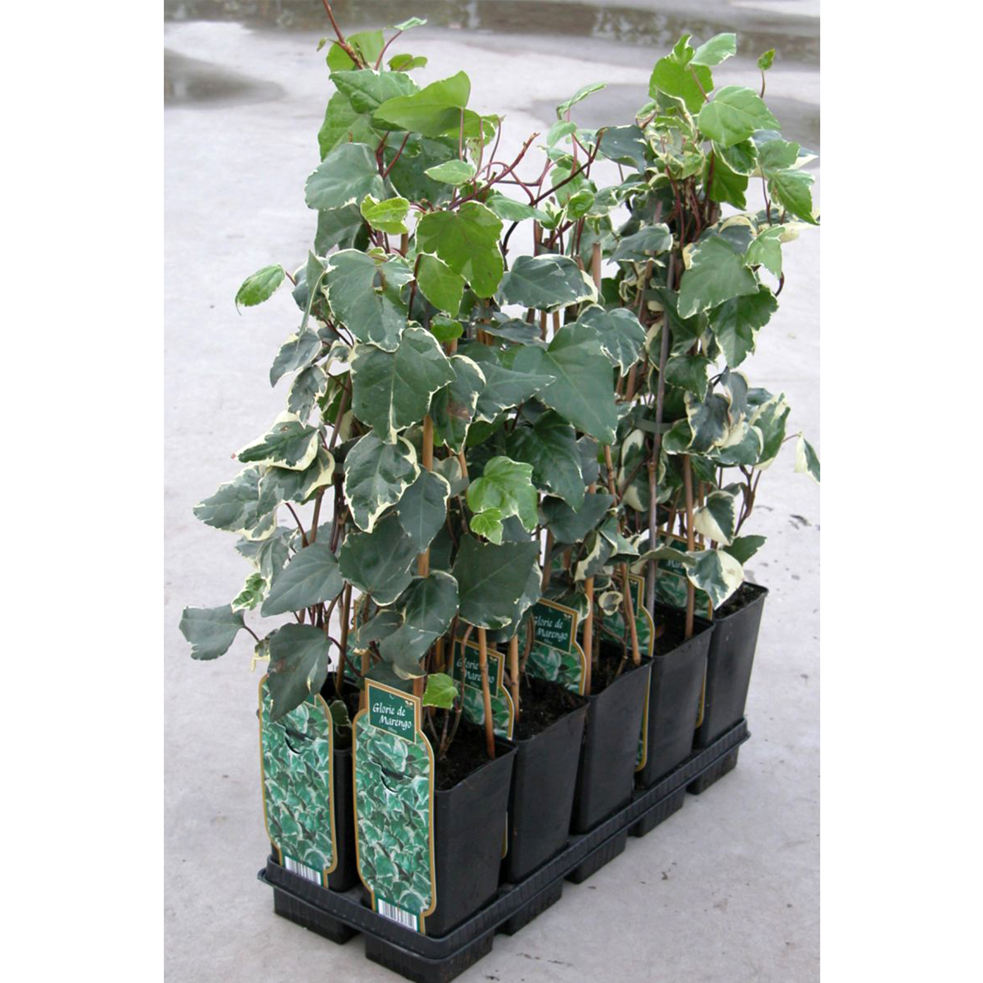 Efeu - Hedera helix , C2 40-60cm