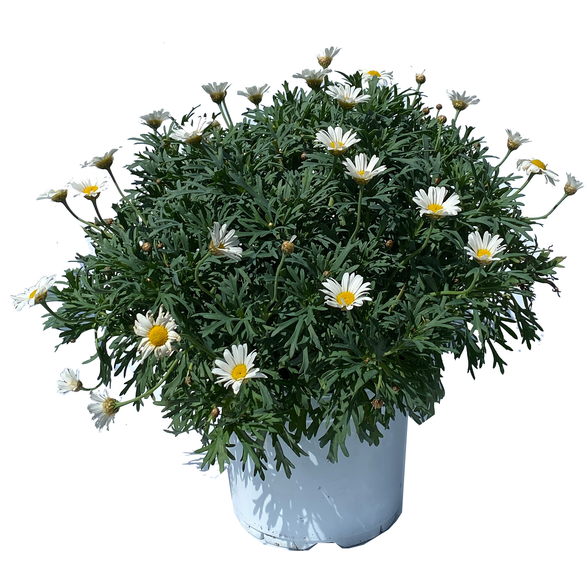 Margeriten Busch - Argyranthemum frutescens weiß, 19cm Topf Margeriten Busch - Argyranthemum frutescens weiß, 19cm Topf
