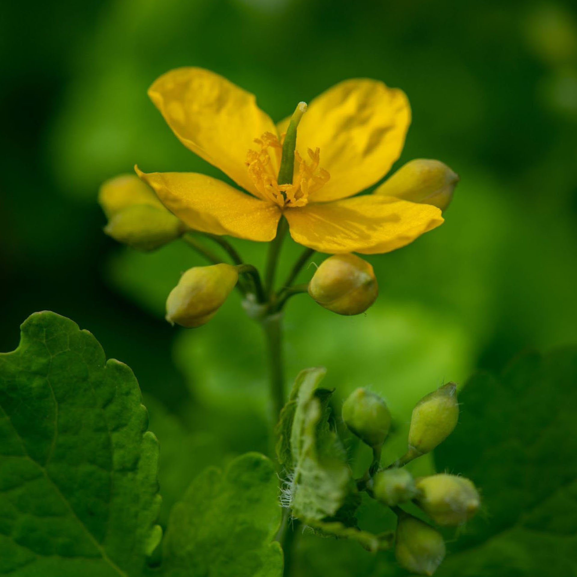 Blume, Blüten, Gelb, Knospen, Grün